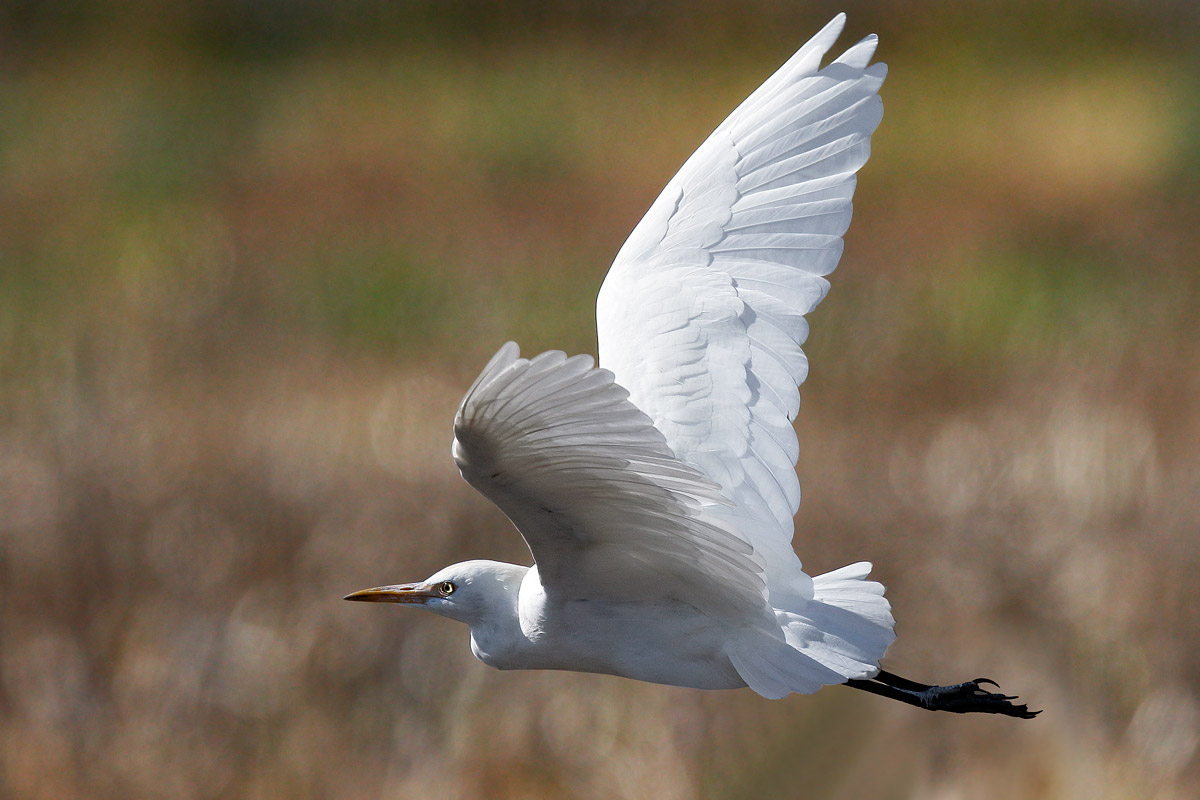 Cattle Egret