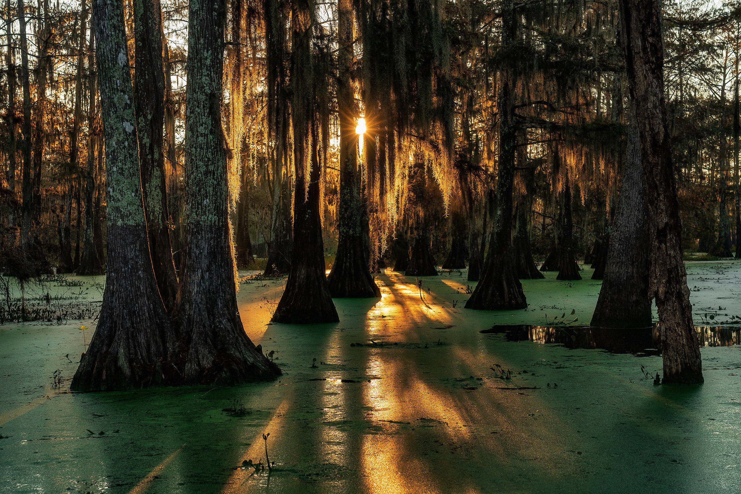 Sunrise in Swamp... Louisiana