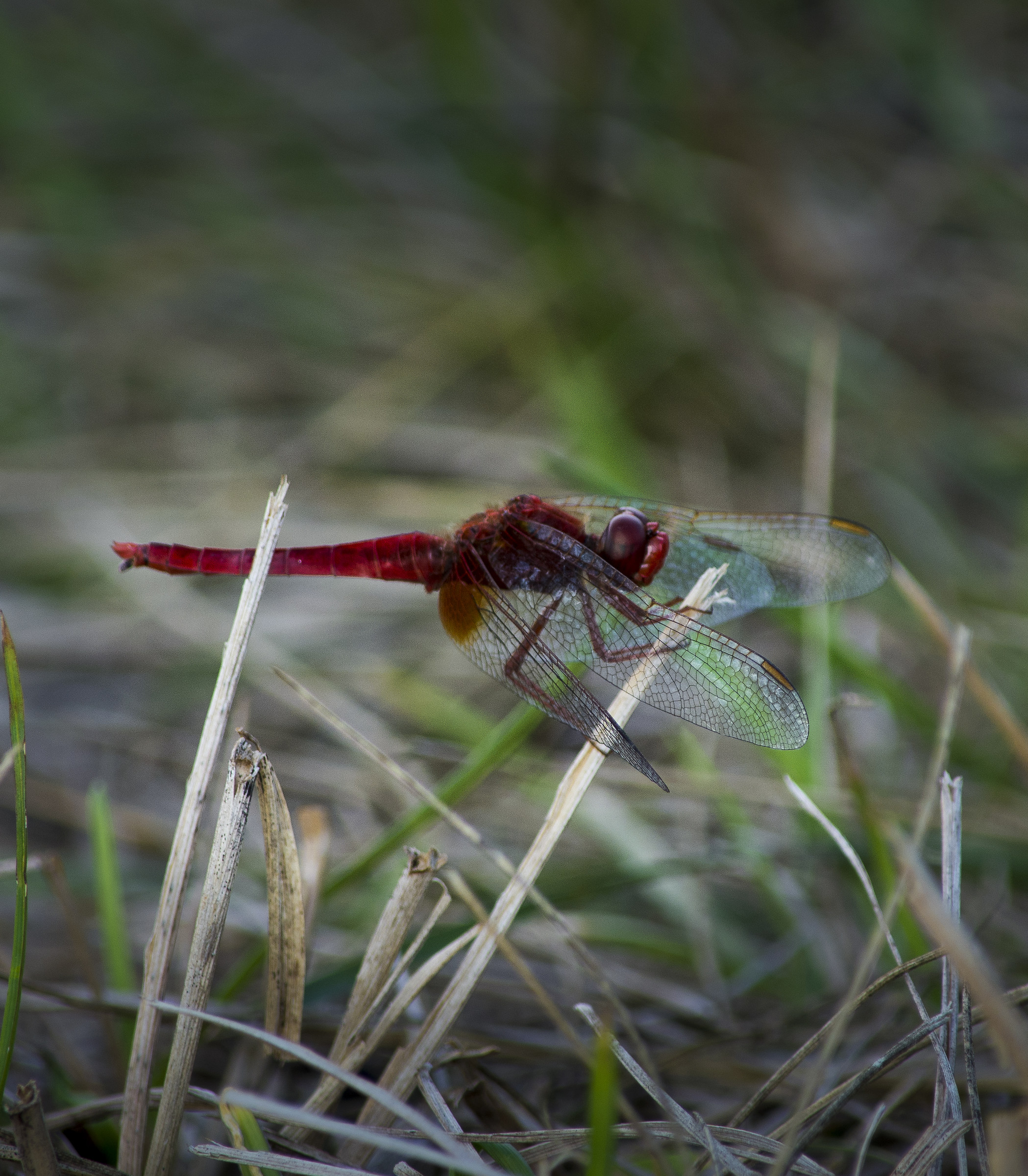 Dragonfly