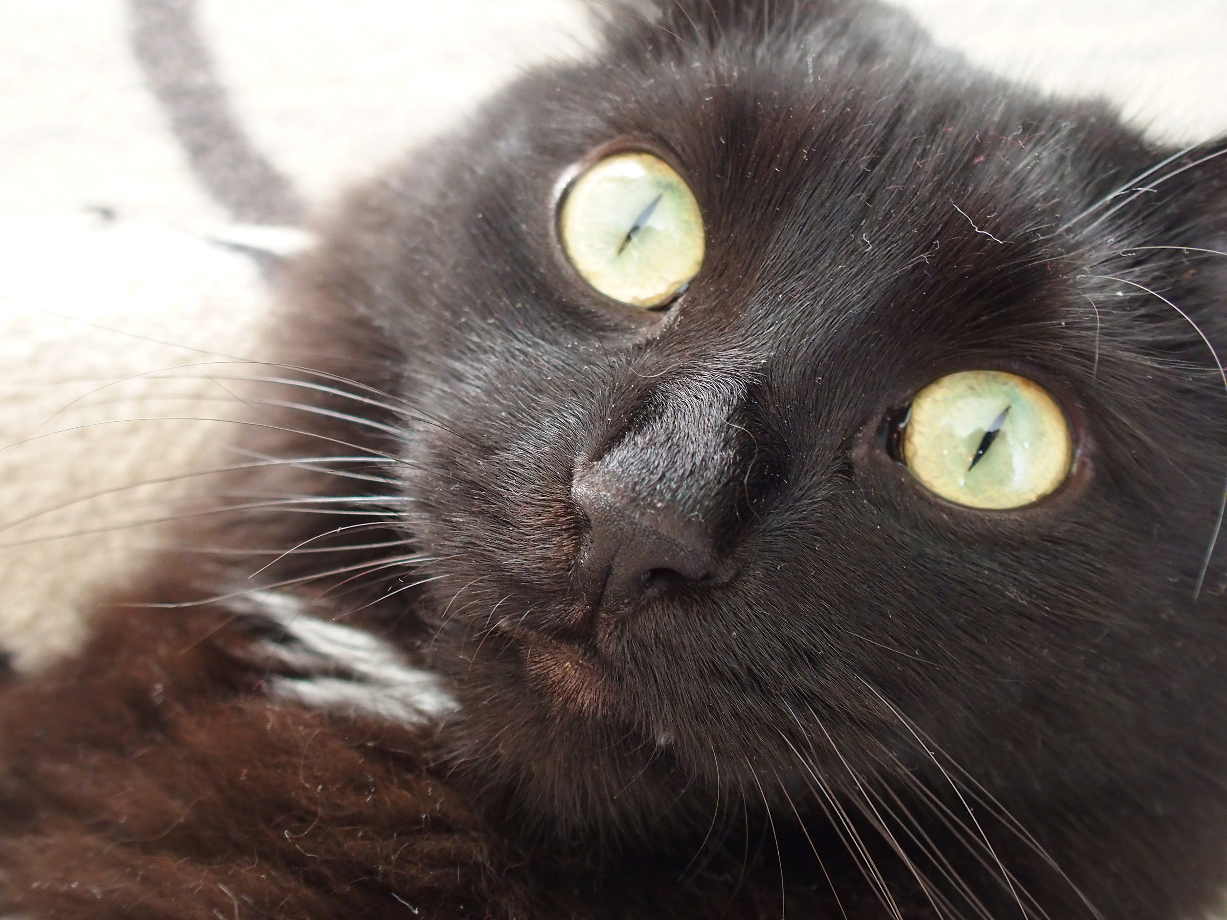 Dusty Cat, Lucky cat