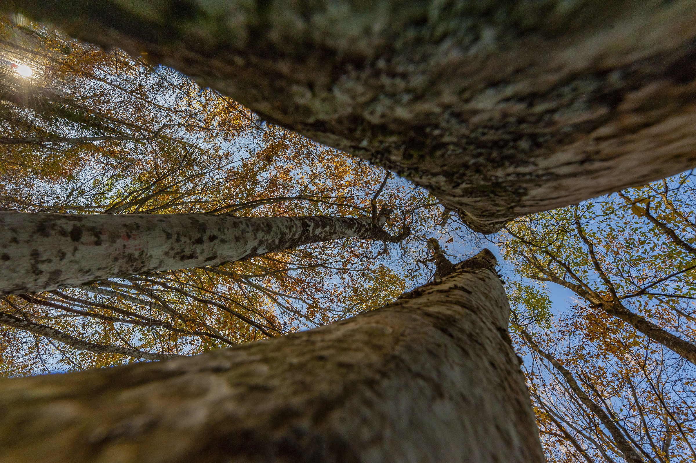 faggi protesi verso il cielo