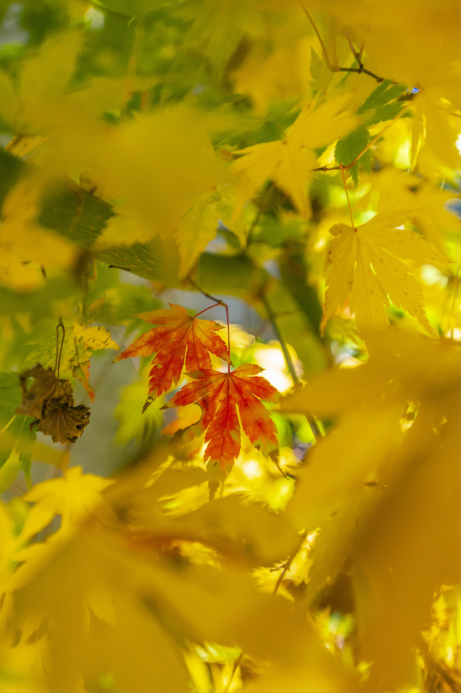 Japanese Maple leaves in backlight