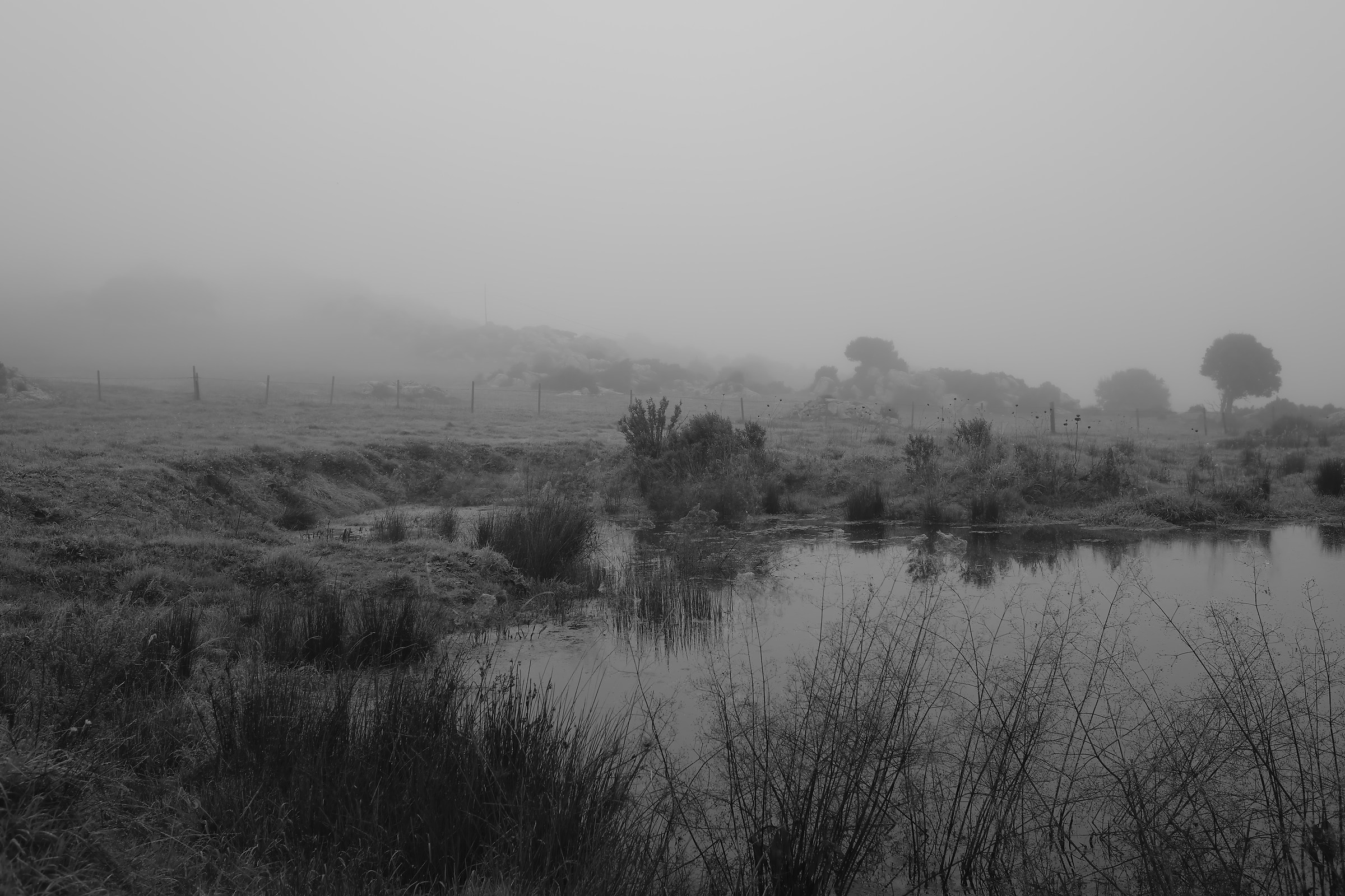 Nebbia in Gallura (Sardegna) 9180