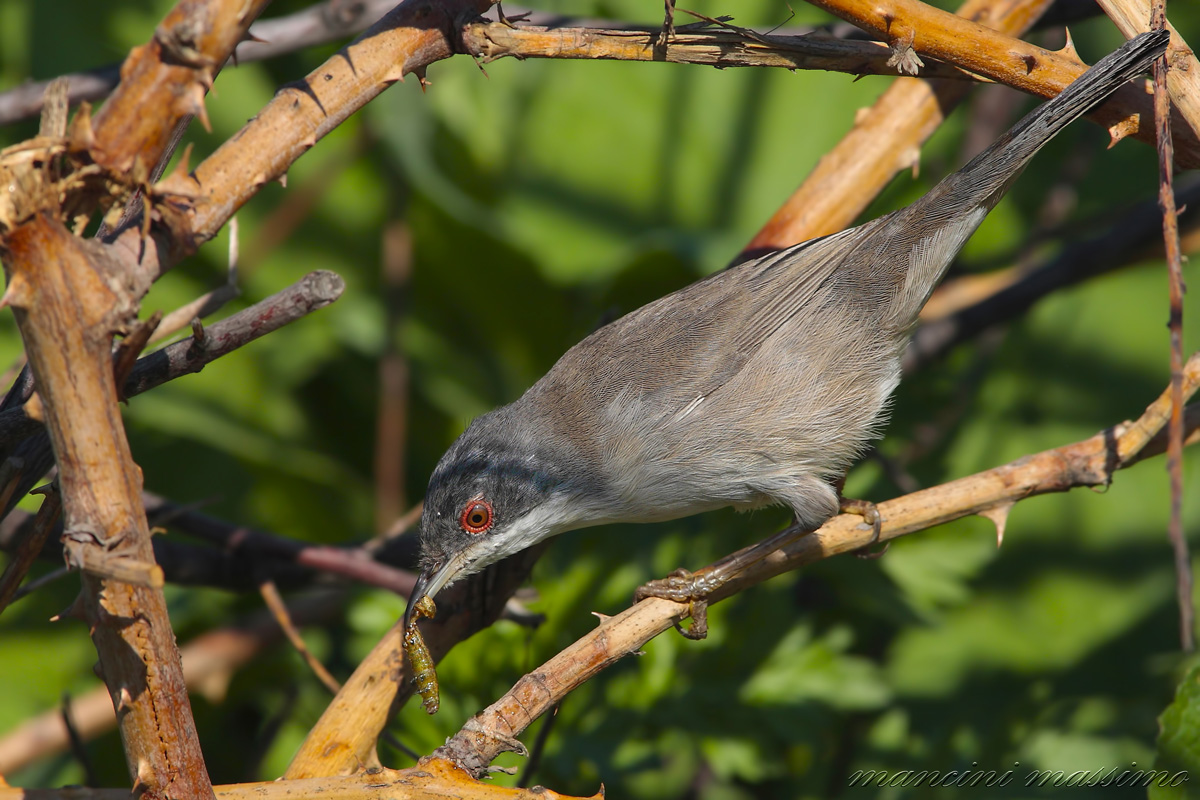 Occhiocotto F(sylvia melanocephala)