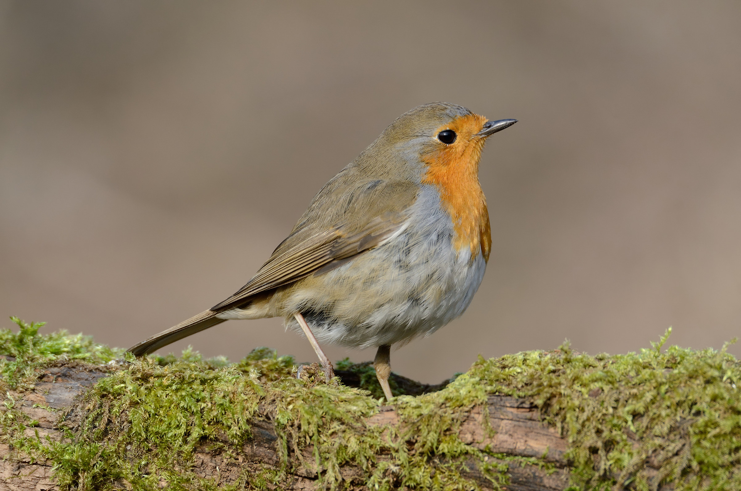 Pettirosso d'autunno