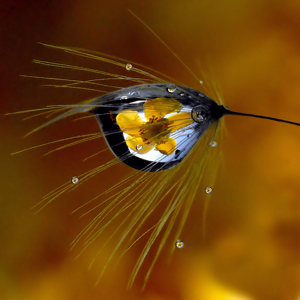 soffione goccia fiore