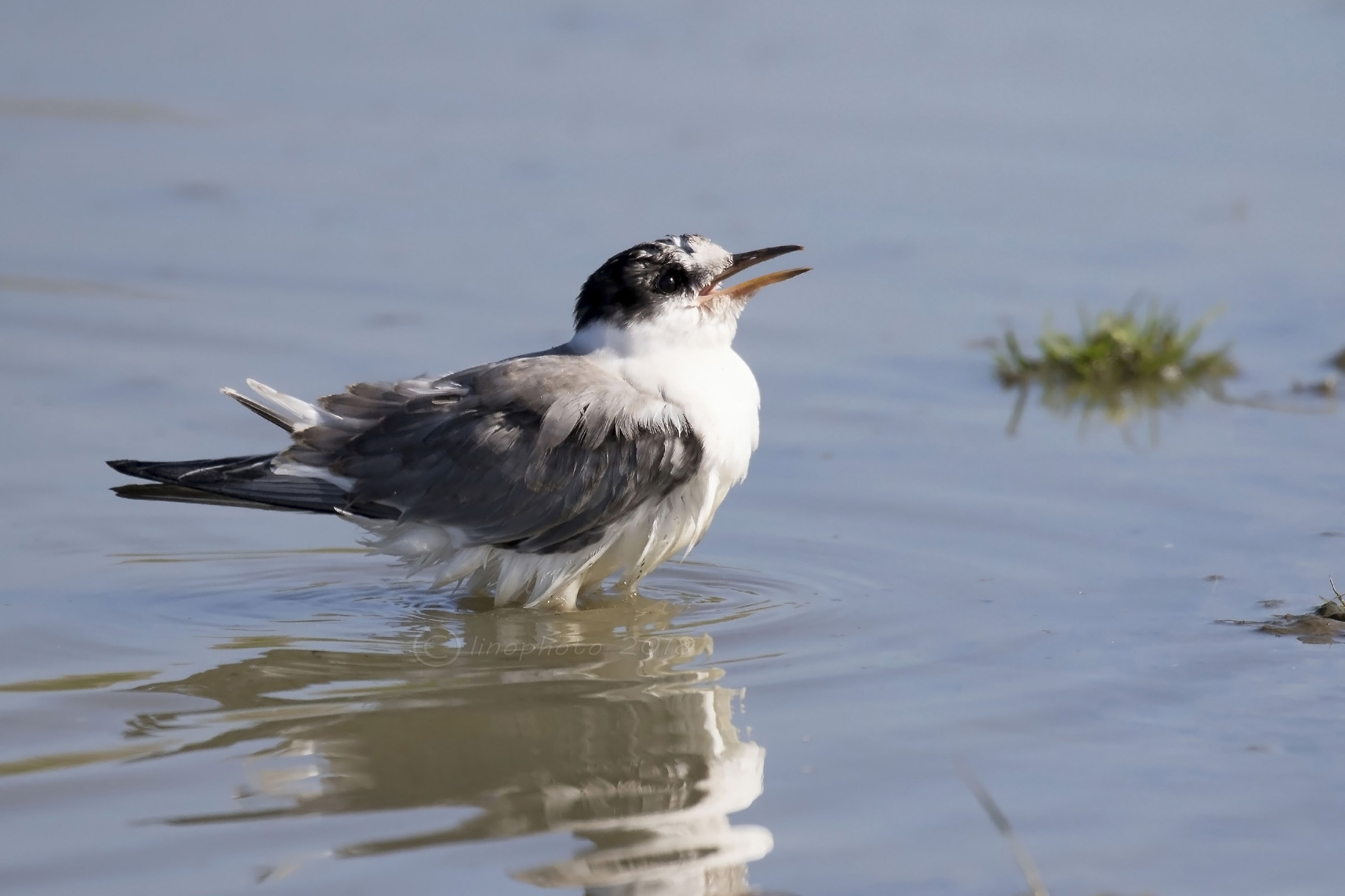 Arctic Tern Pullo
