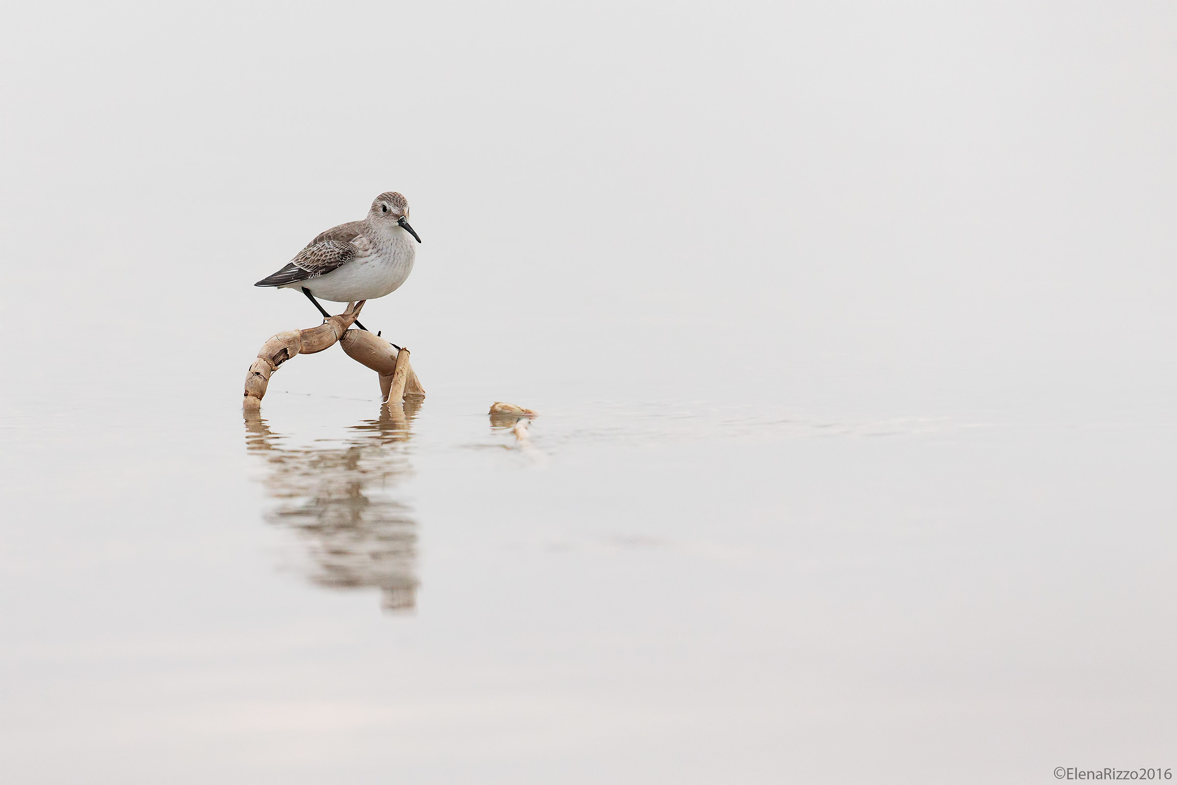 Piovanello pancianera