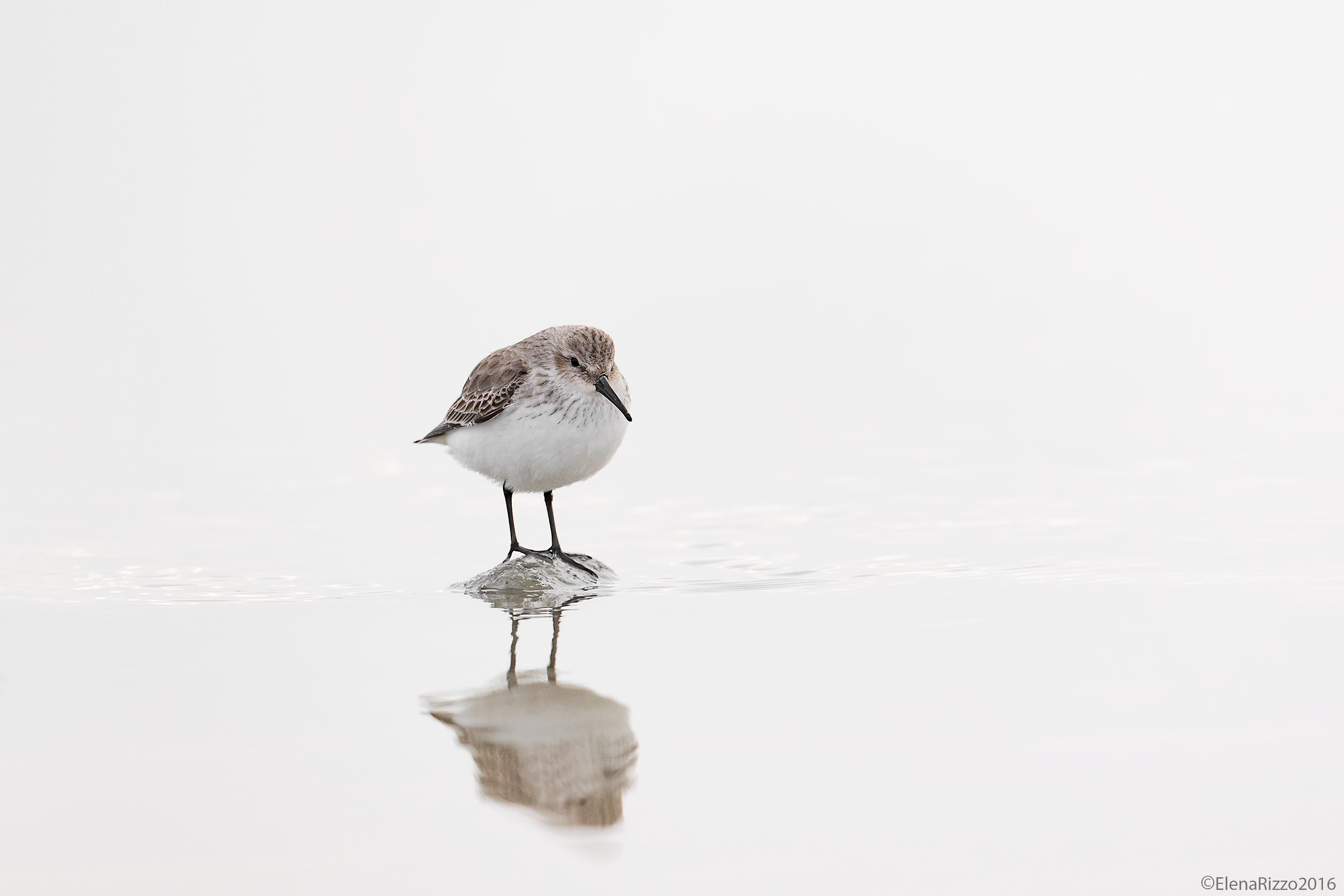 Piovanello pancianera