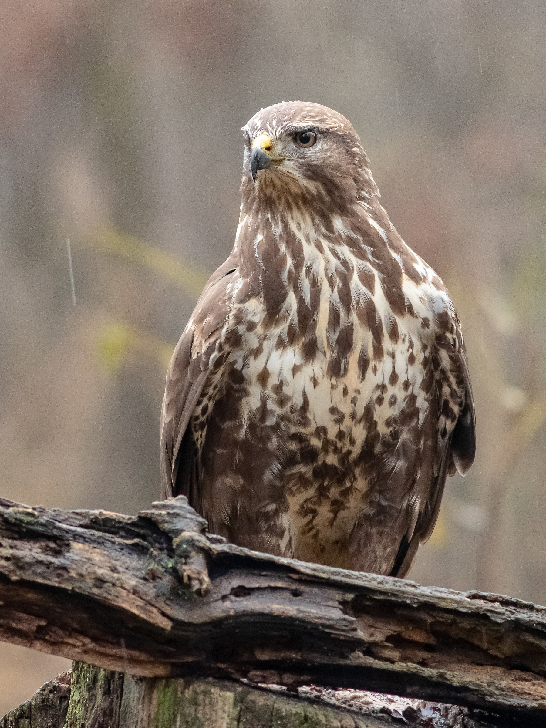 Poiana nella pioggia