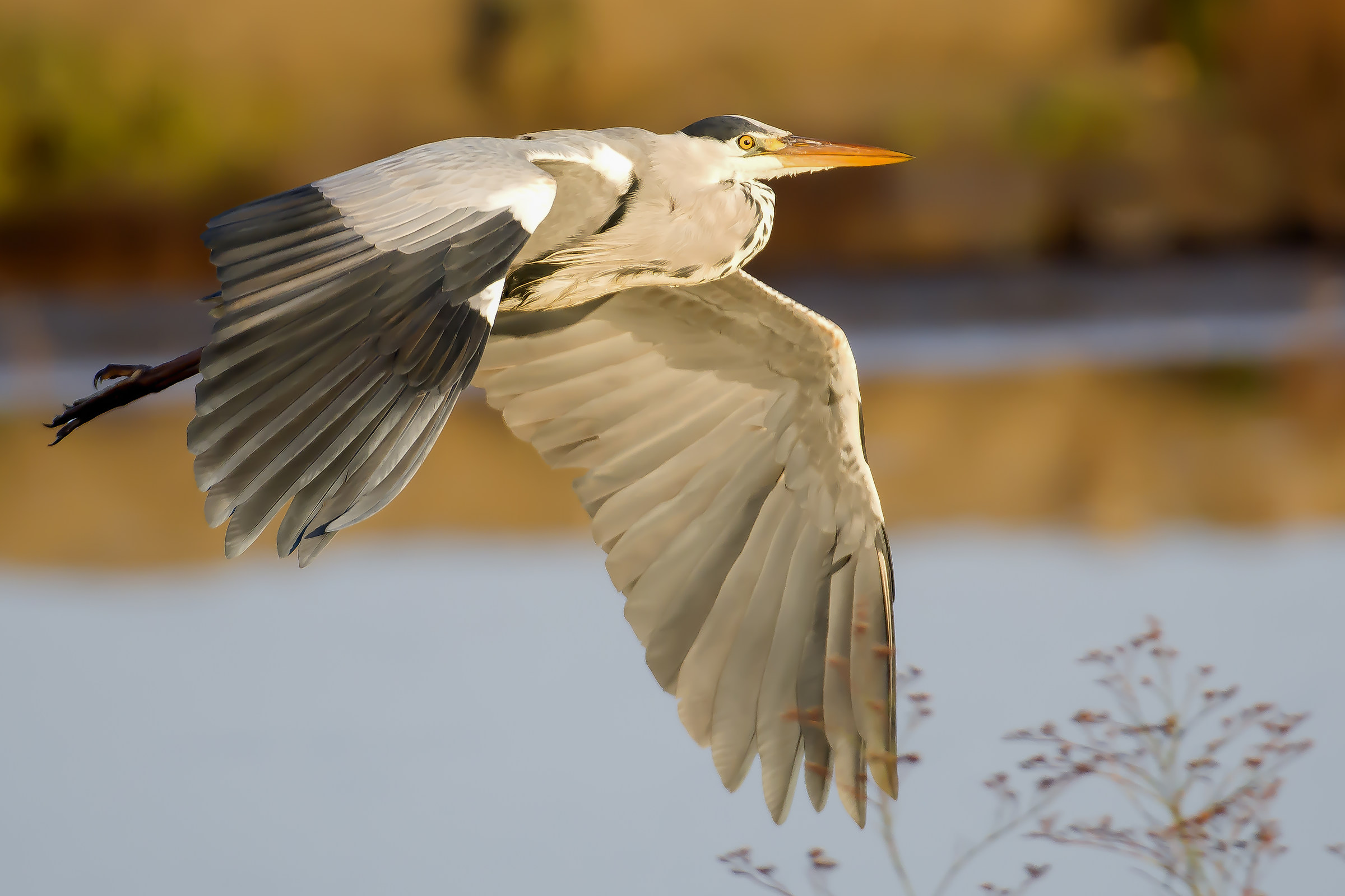 Grey Heron at first light