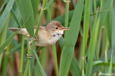 Acrocephalus scirpaceus