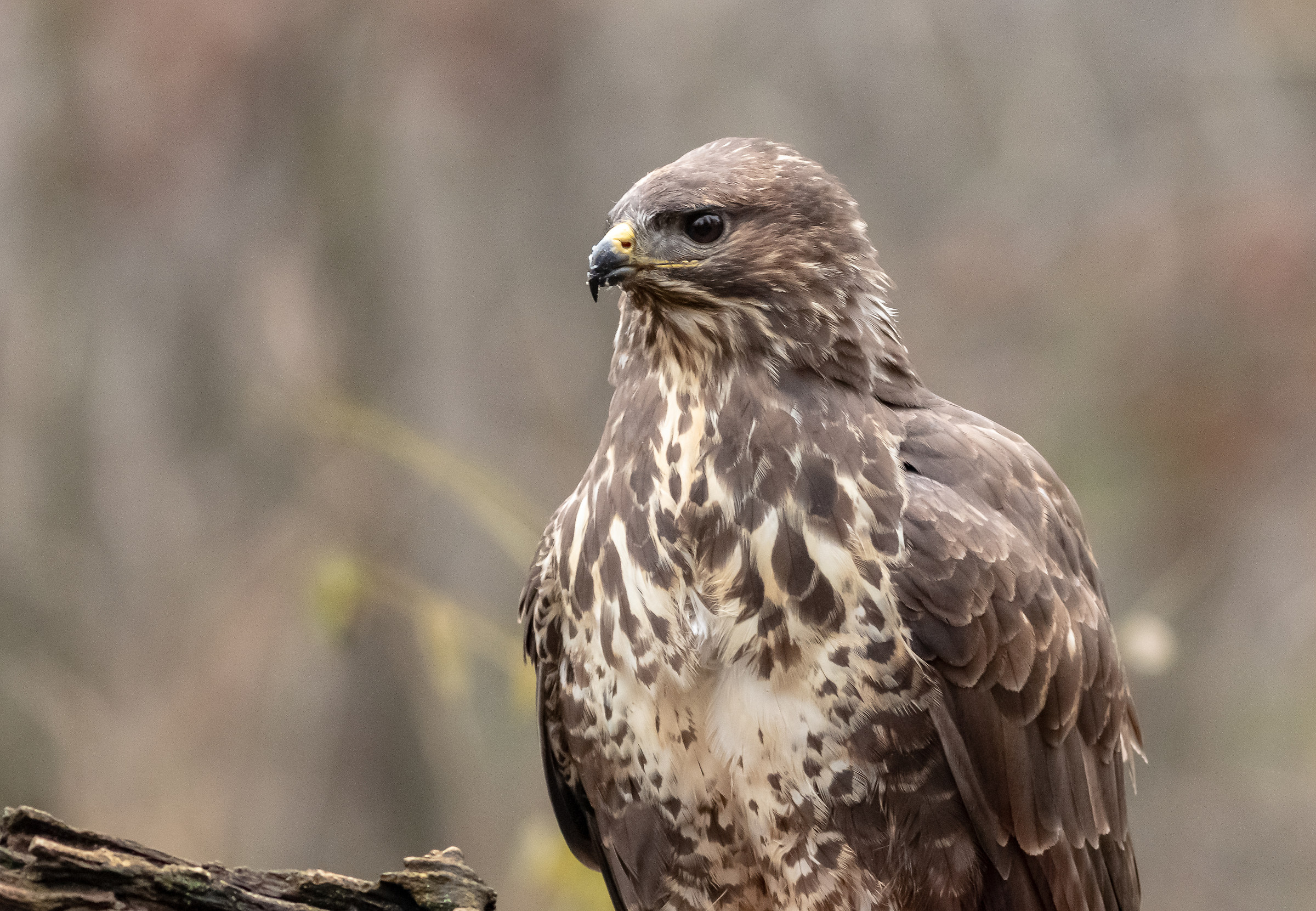 Poiana in primo piano