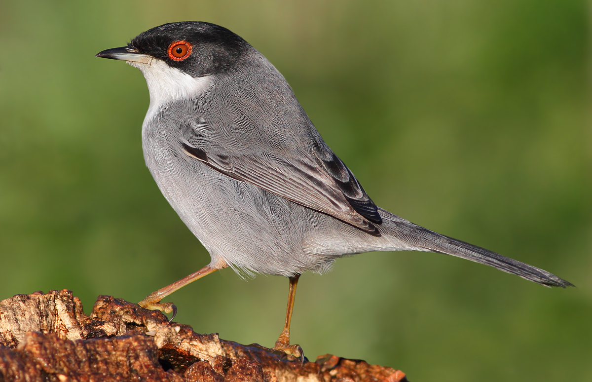 Sardinian Warbler