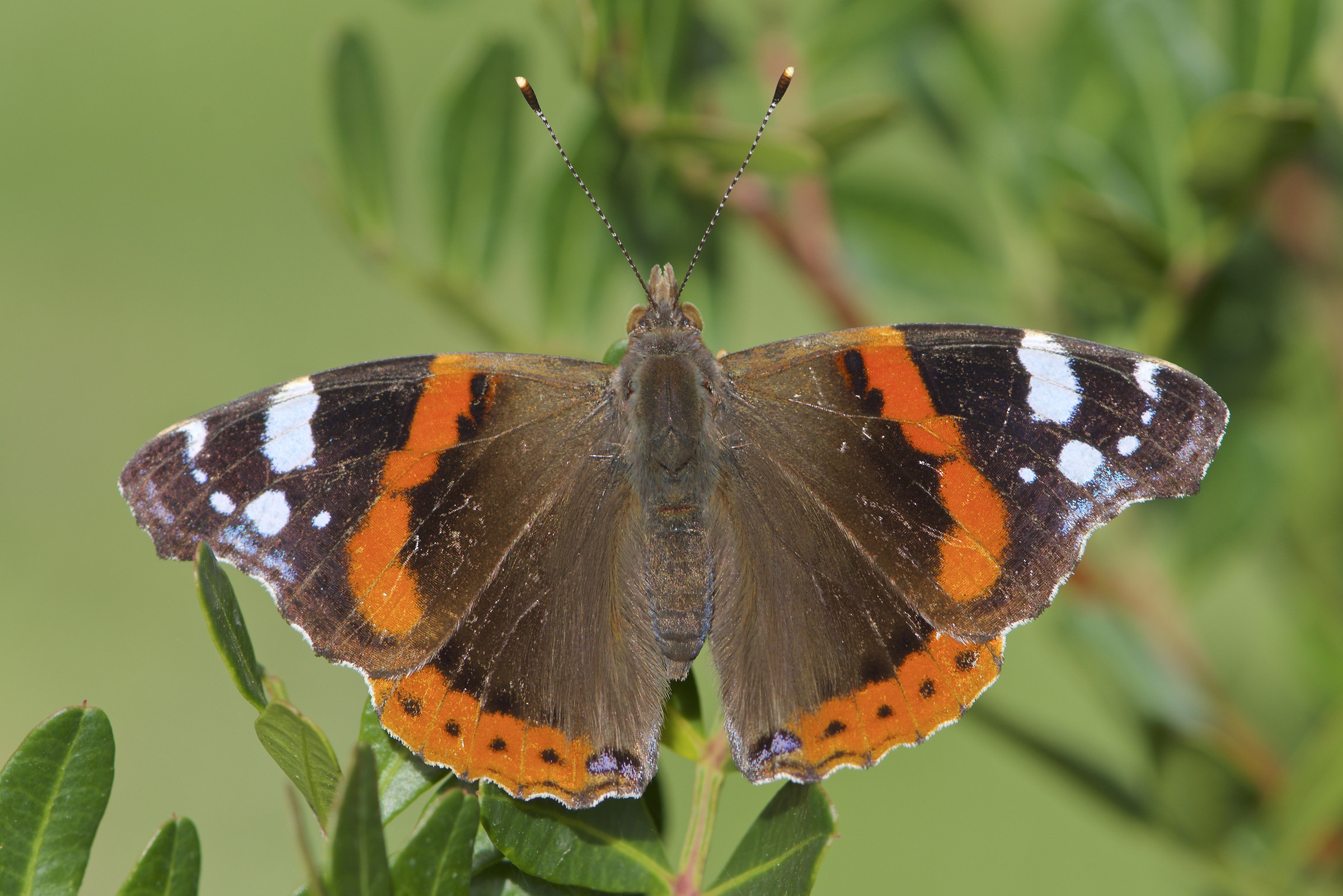 Vanessa atalanta