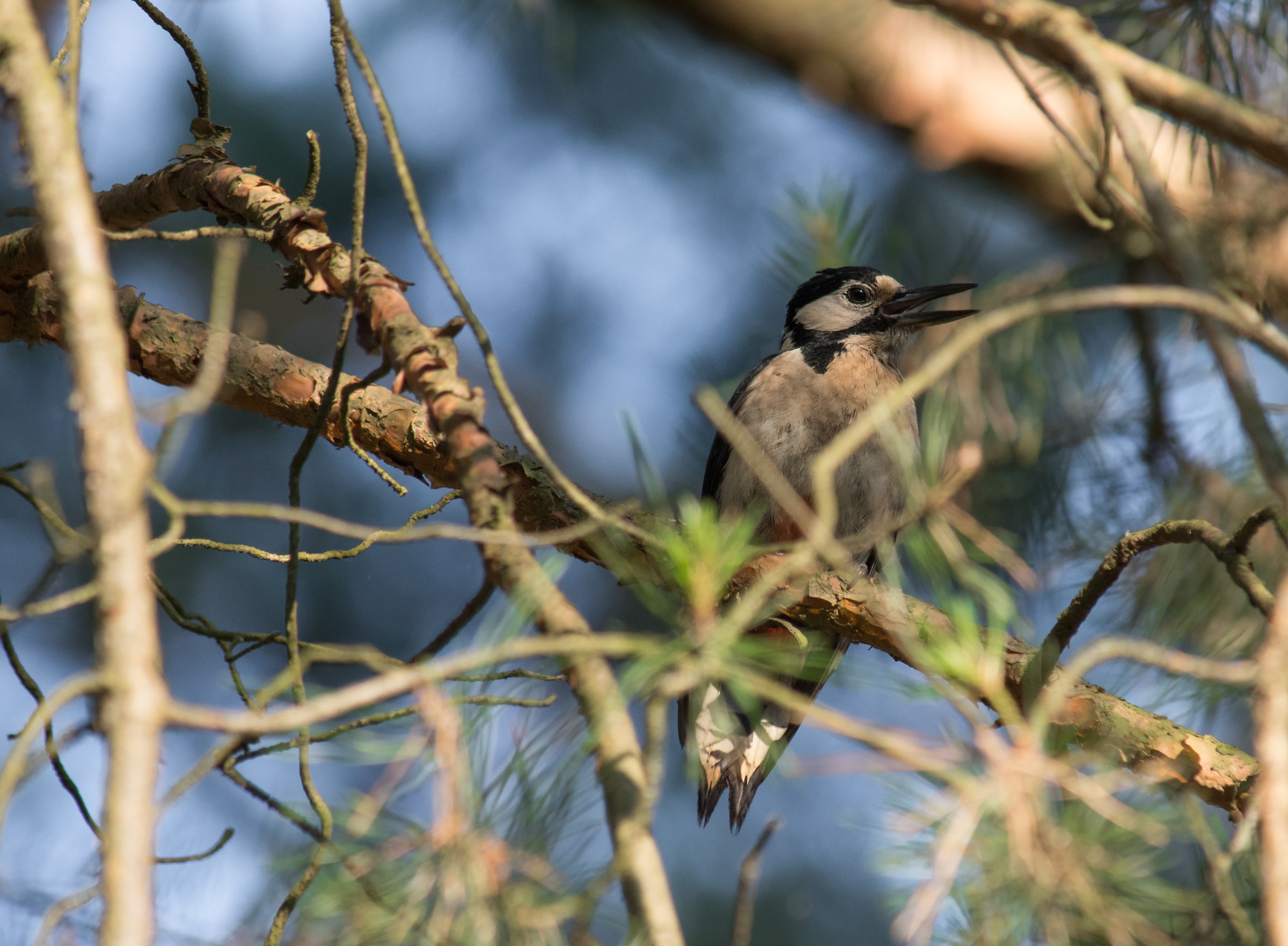 Grande picchio maculato (Dendrocopos major)