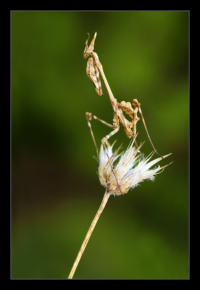 Empusa Pennata