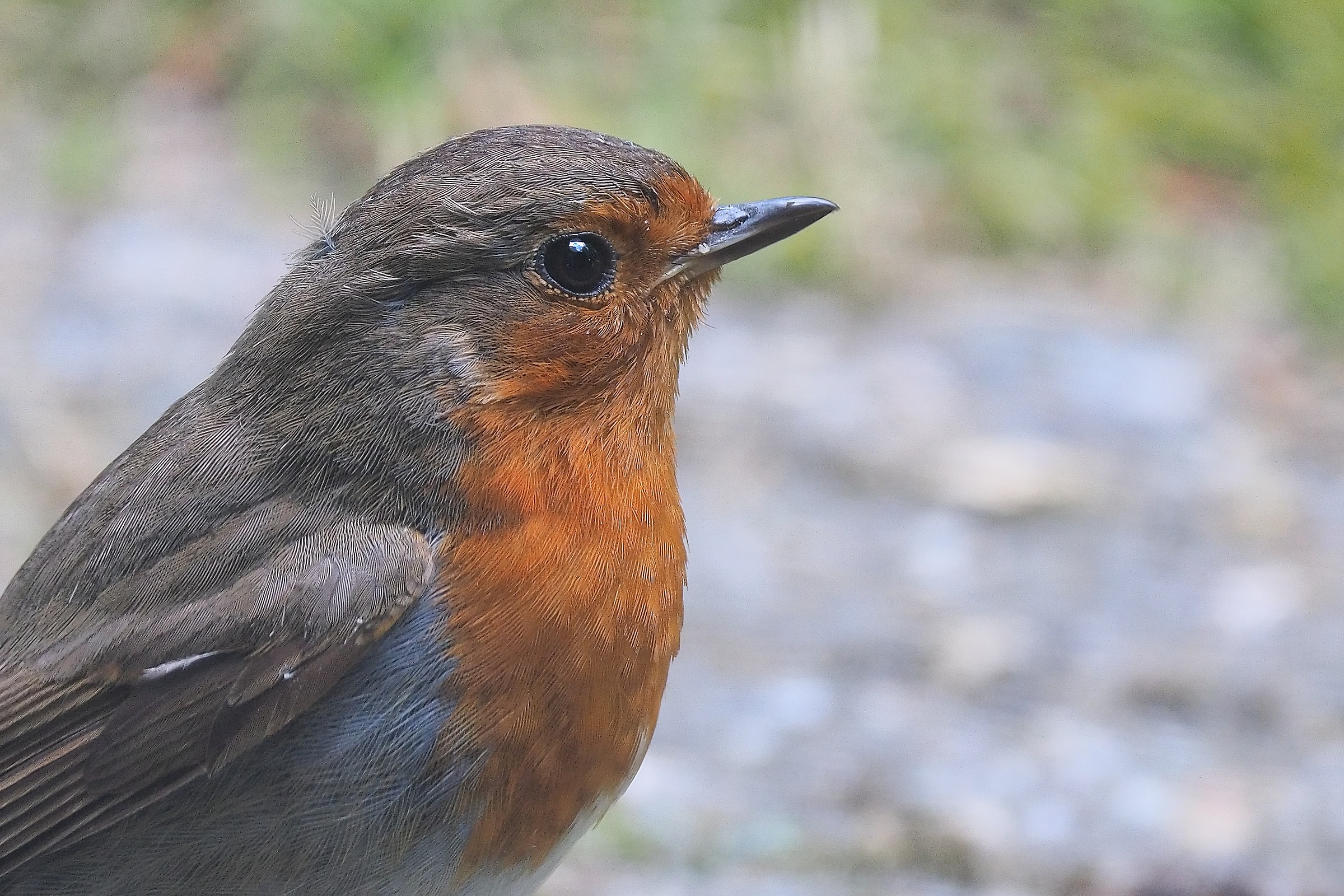 Ritratto del pettirosso