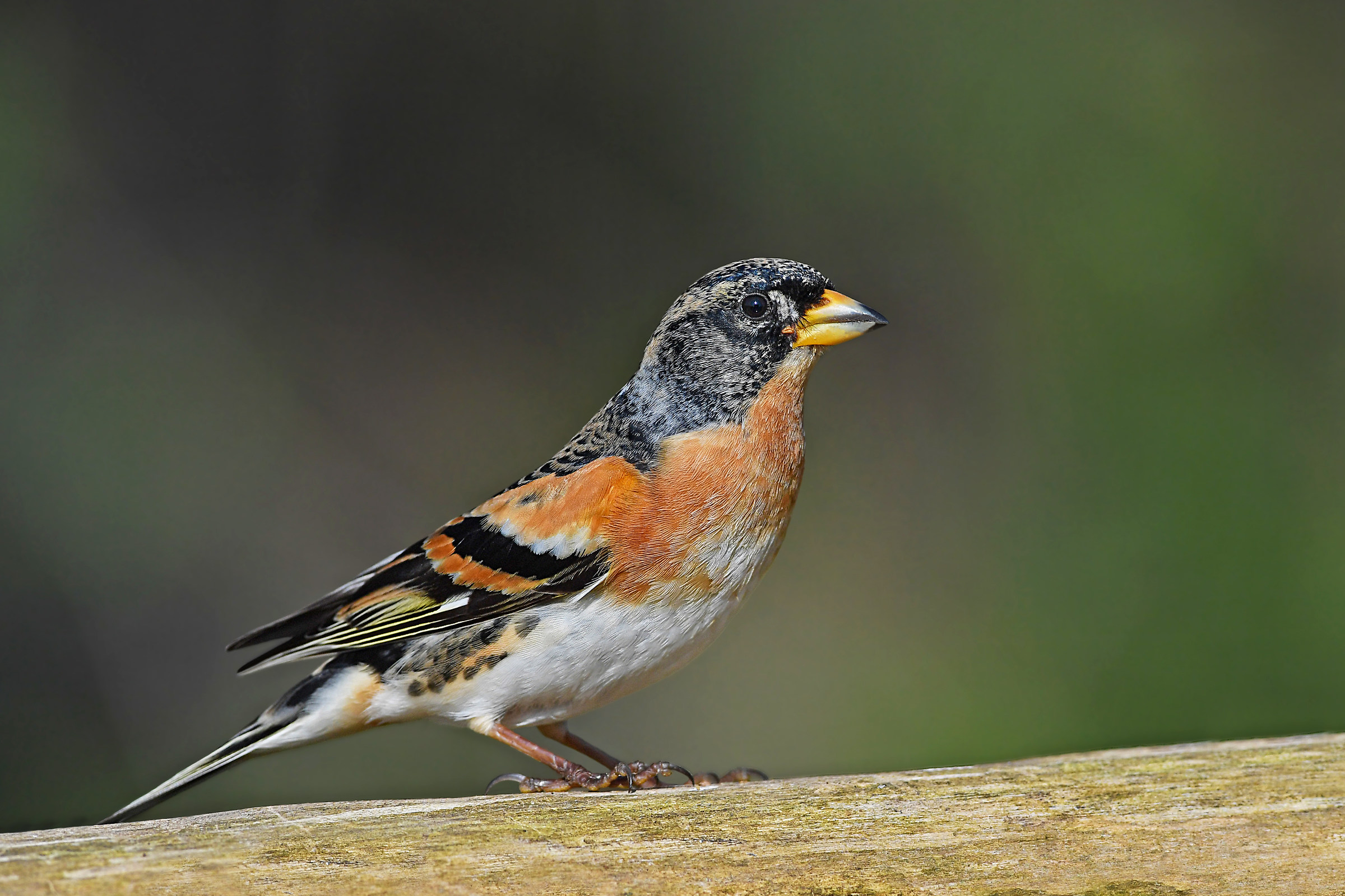 Storie di piume 8   ( Peppola )