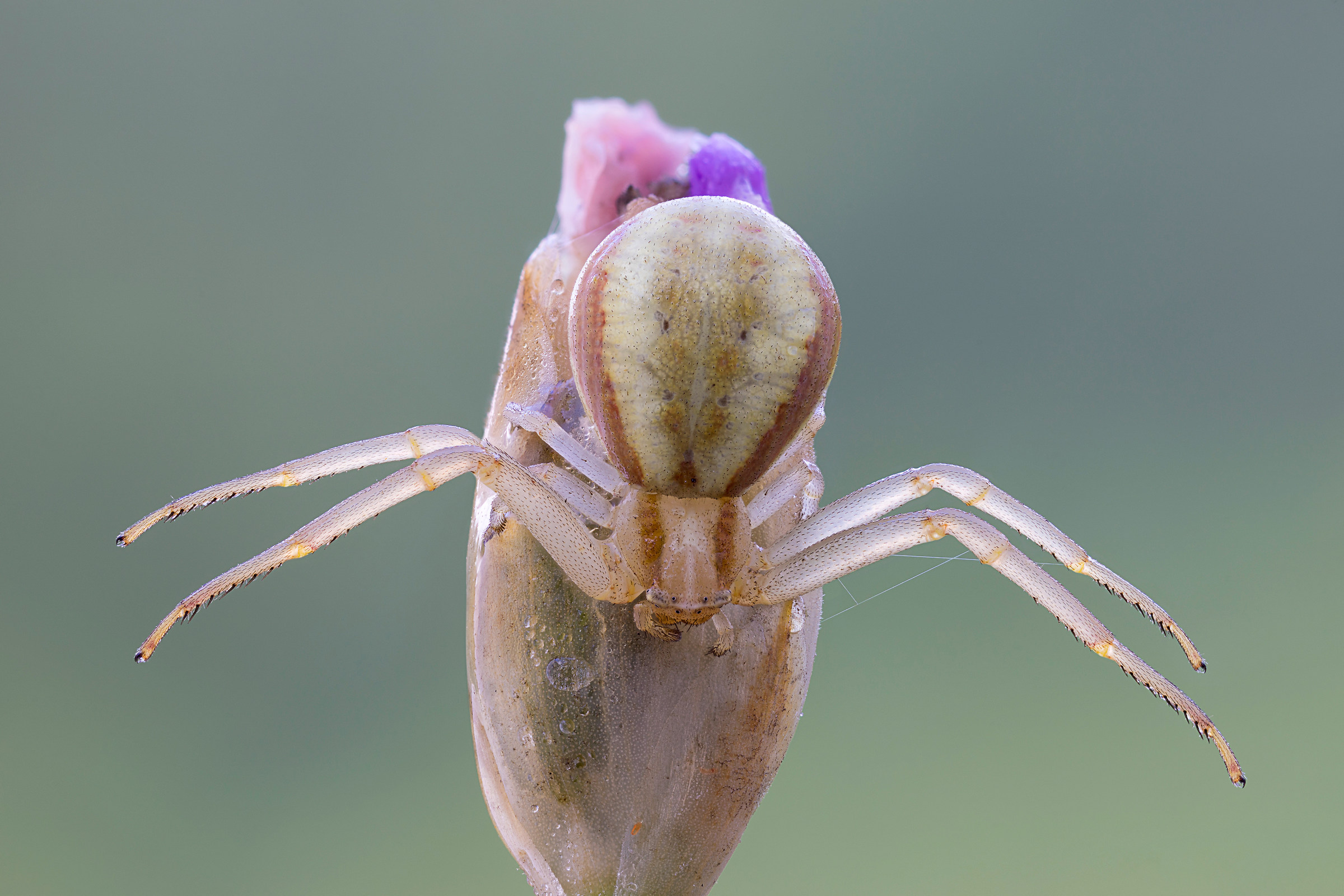 Misumena vatia