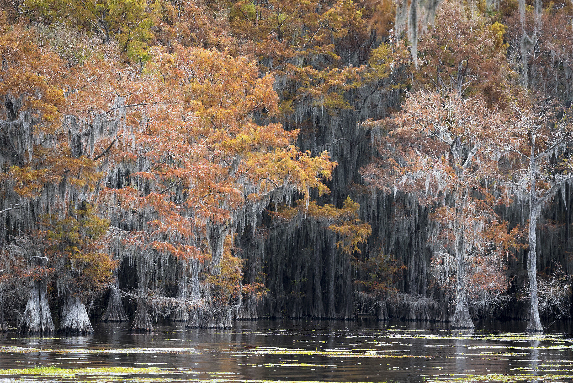 i colori della palude