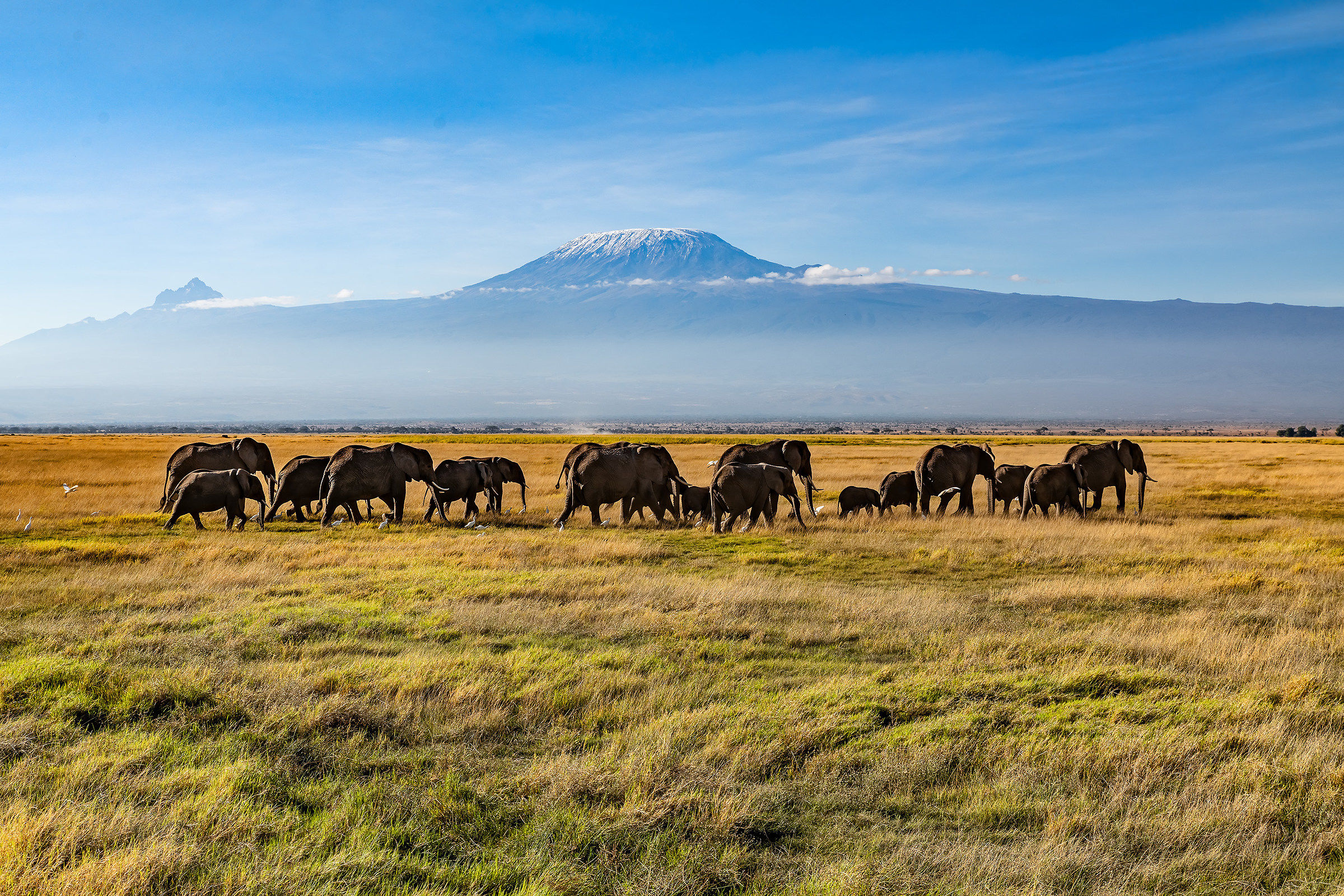 Morning transhumance at the foot of Kilimanjaro