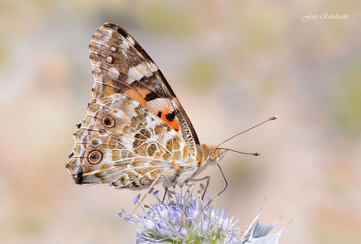La regina dei cardi...