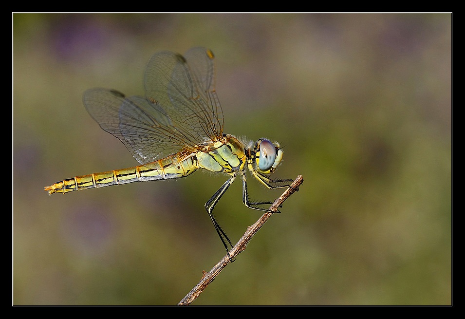 Dragonfly yellow