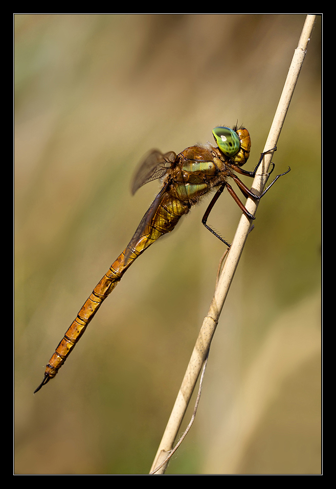 Dragonfly (laghetto Portonovo)