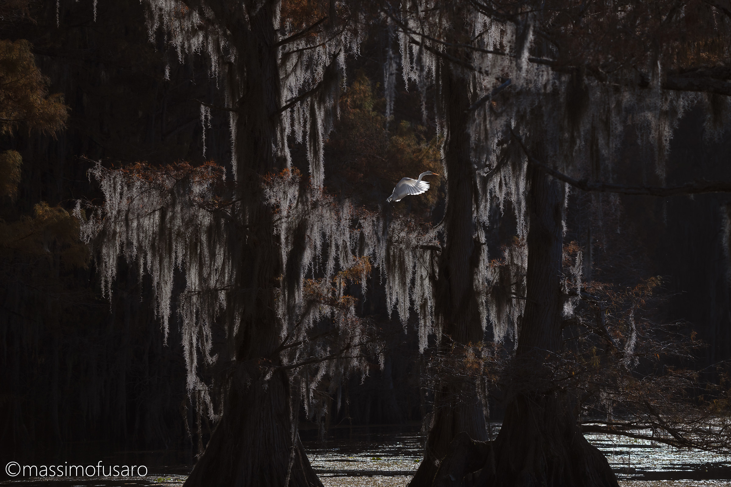 The White Heron stands out the flight