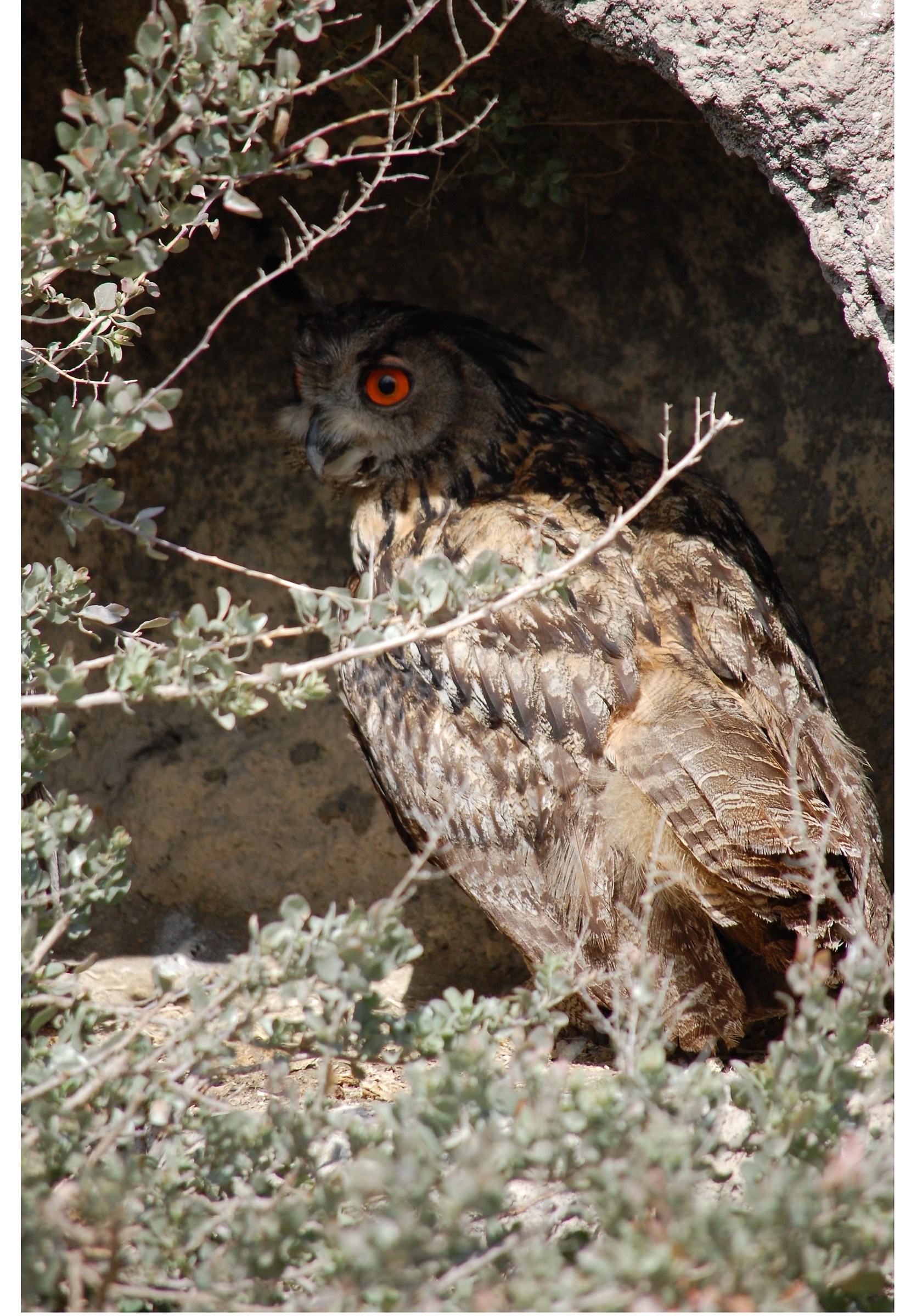 Eagle Owl