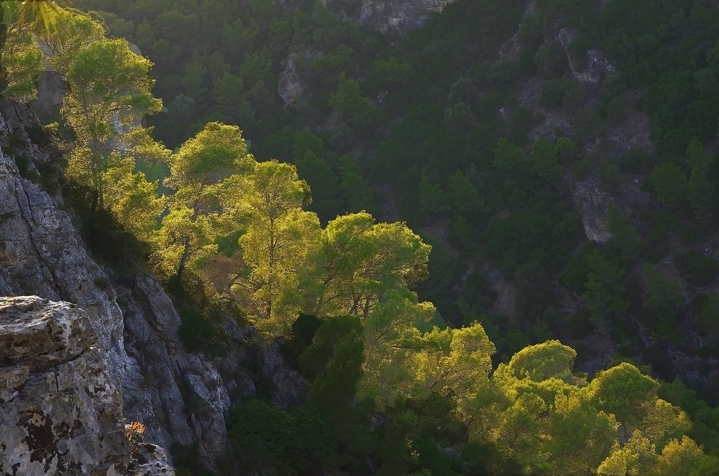 Light among the Pines