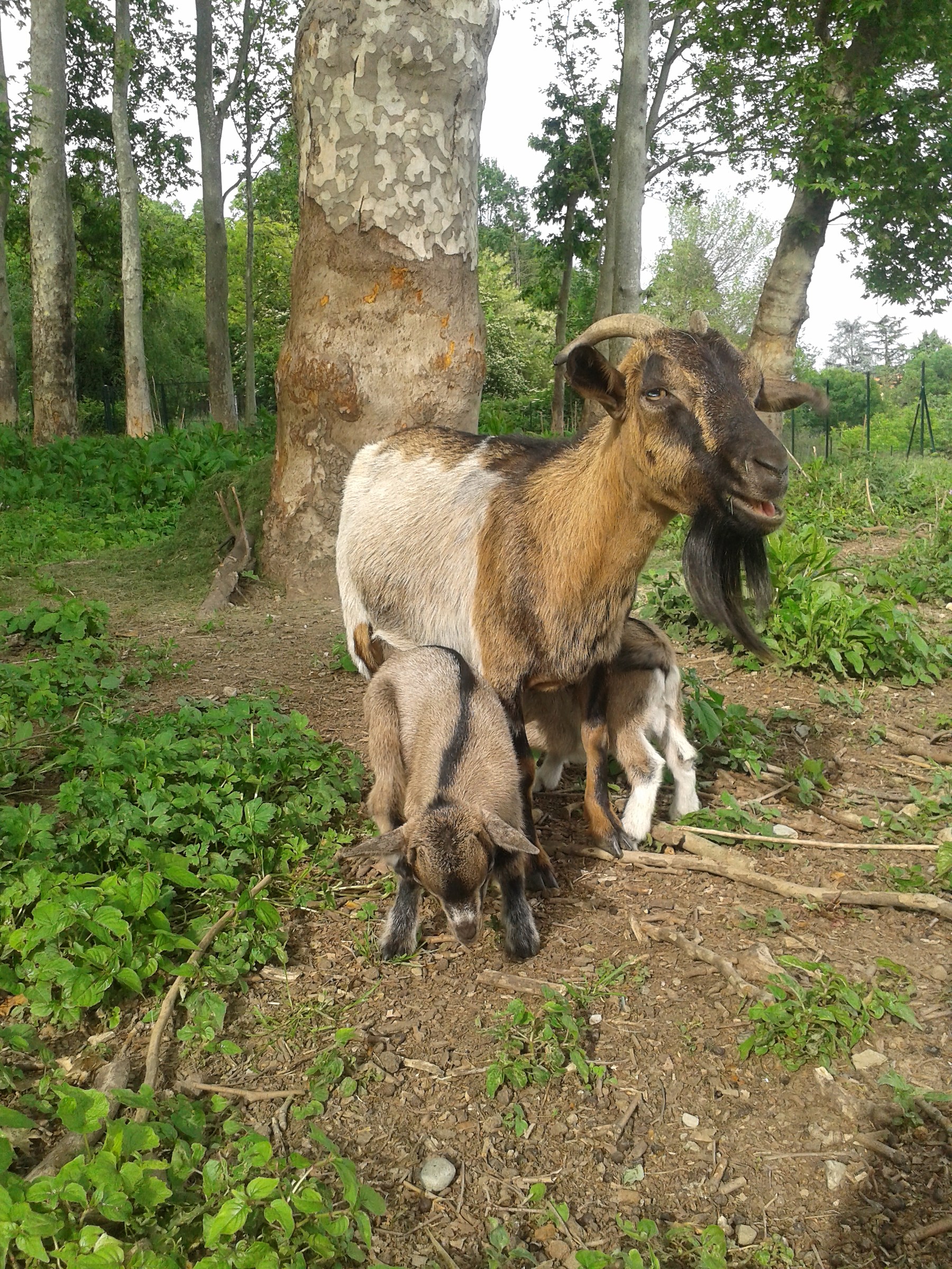 Sisyla with Offspring