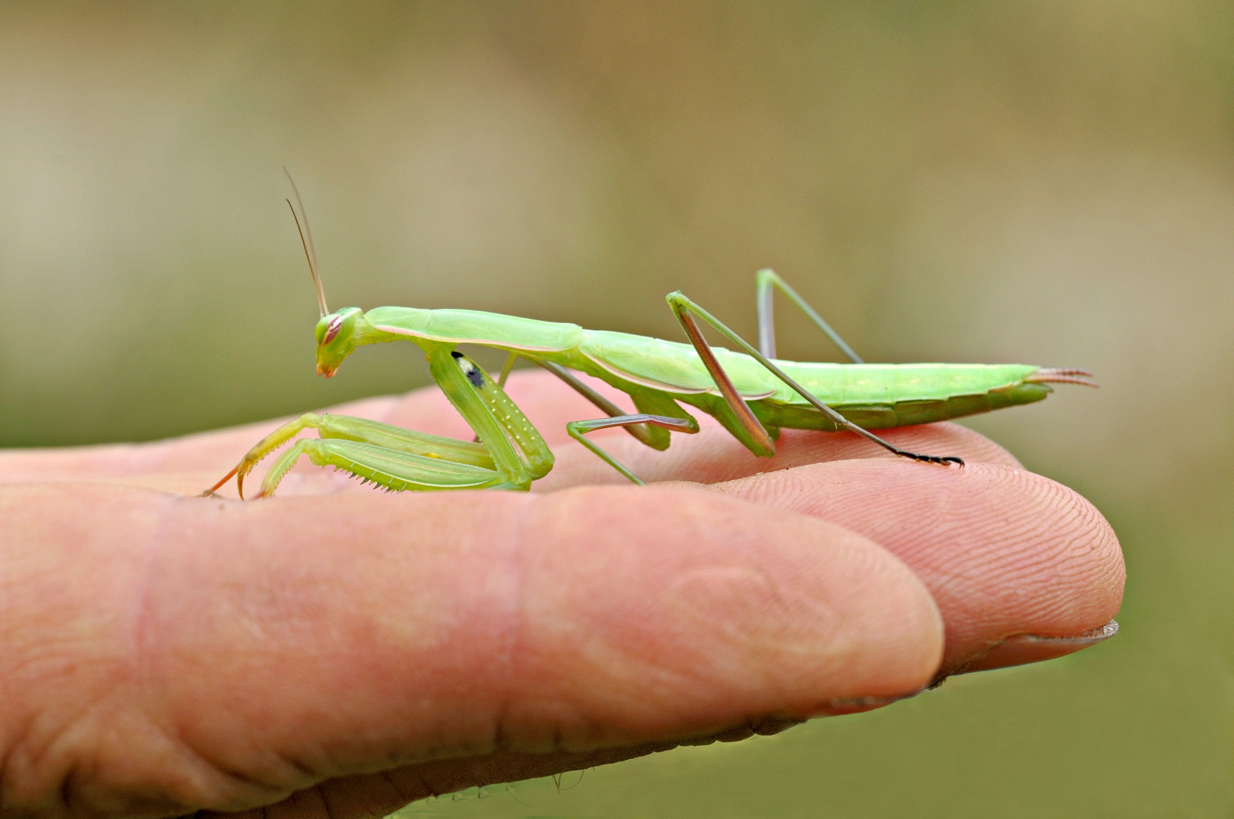 The lead in the palm of your hand ...