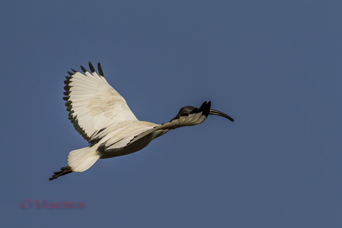 ... la planata del Sacro...