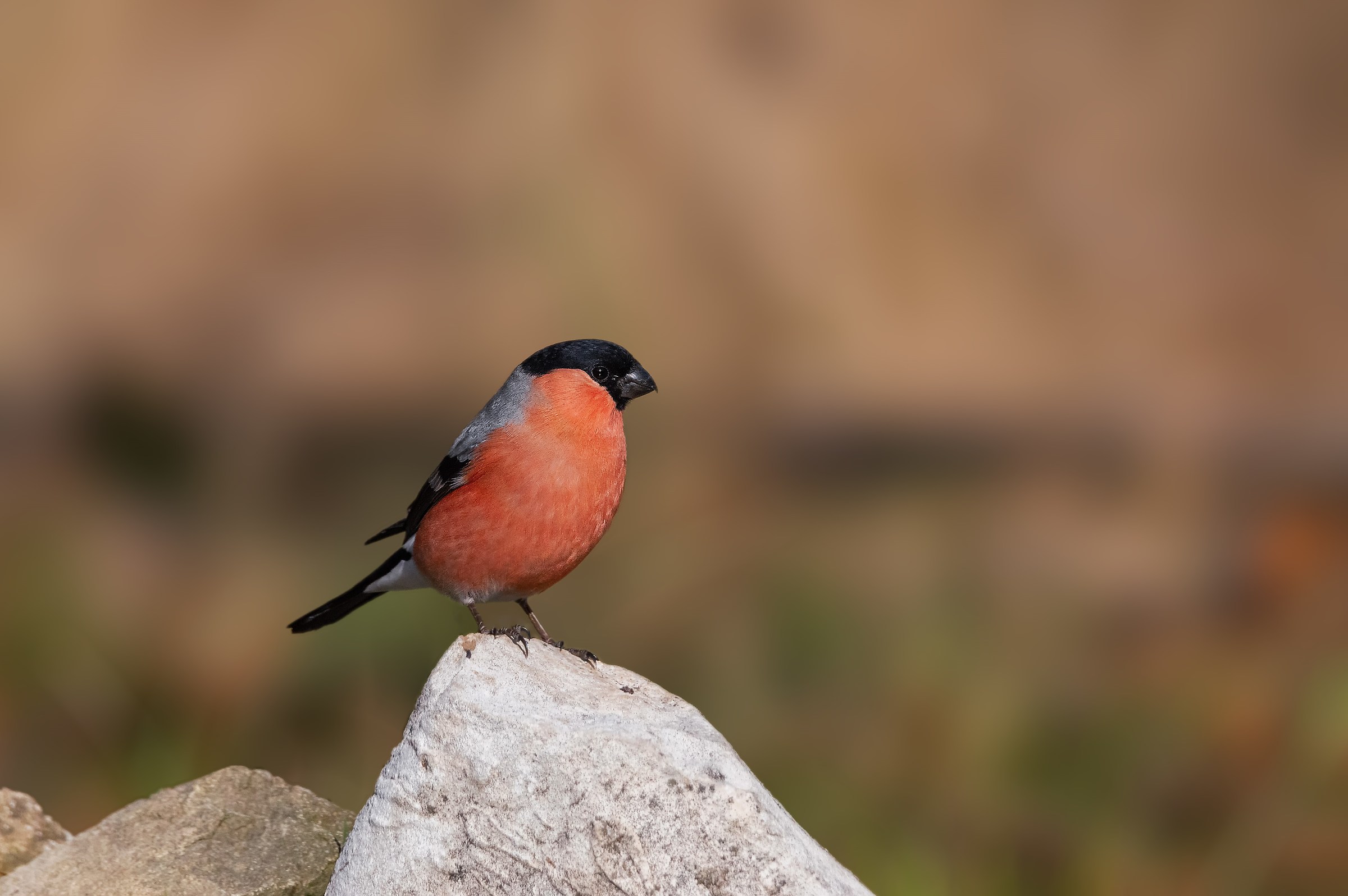 Bullfinch 2