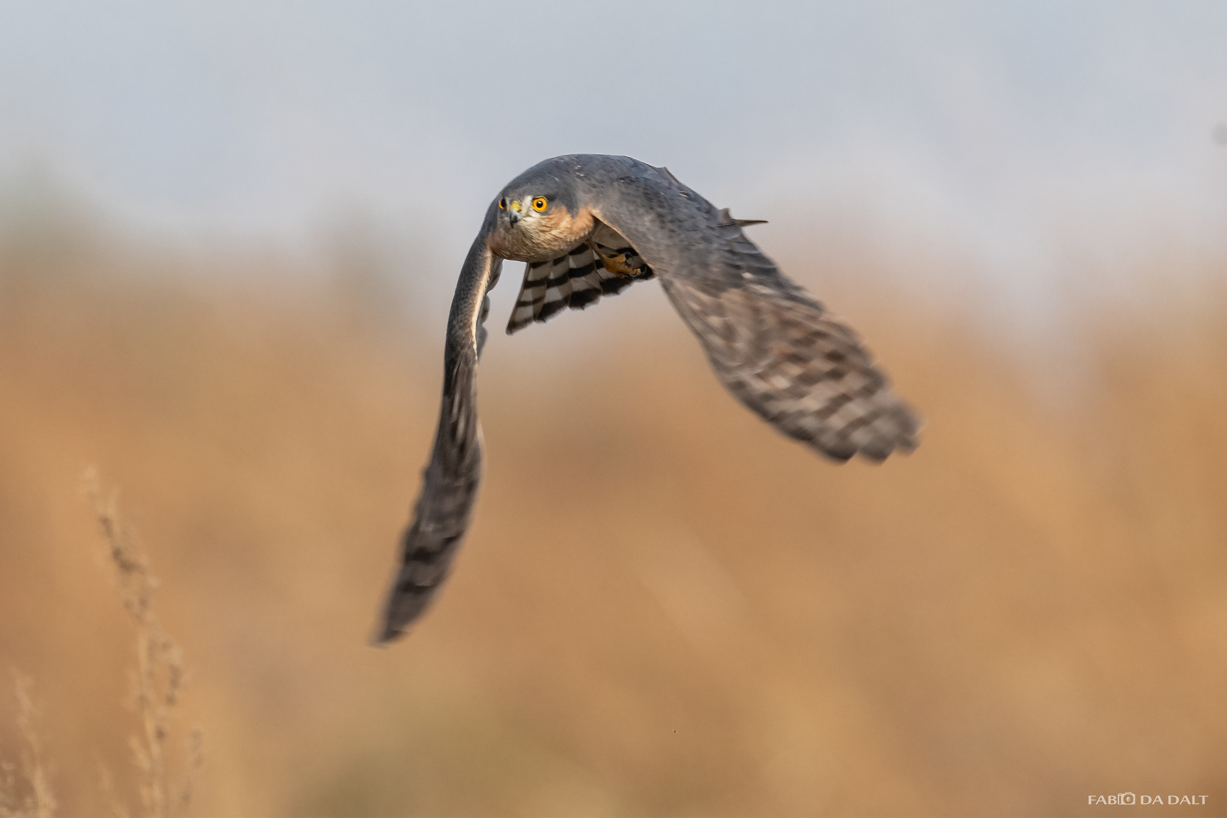 Sparrowhawk