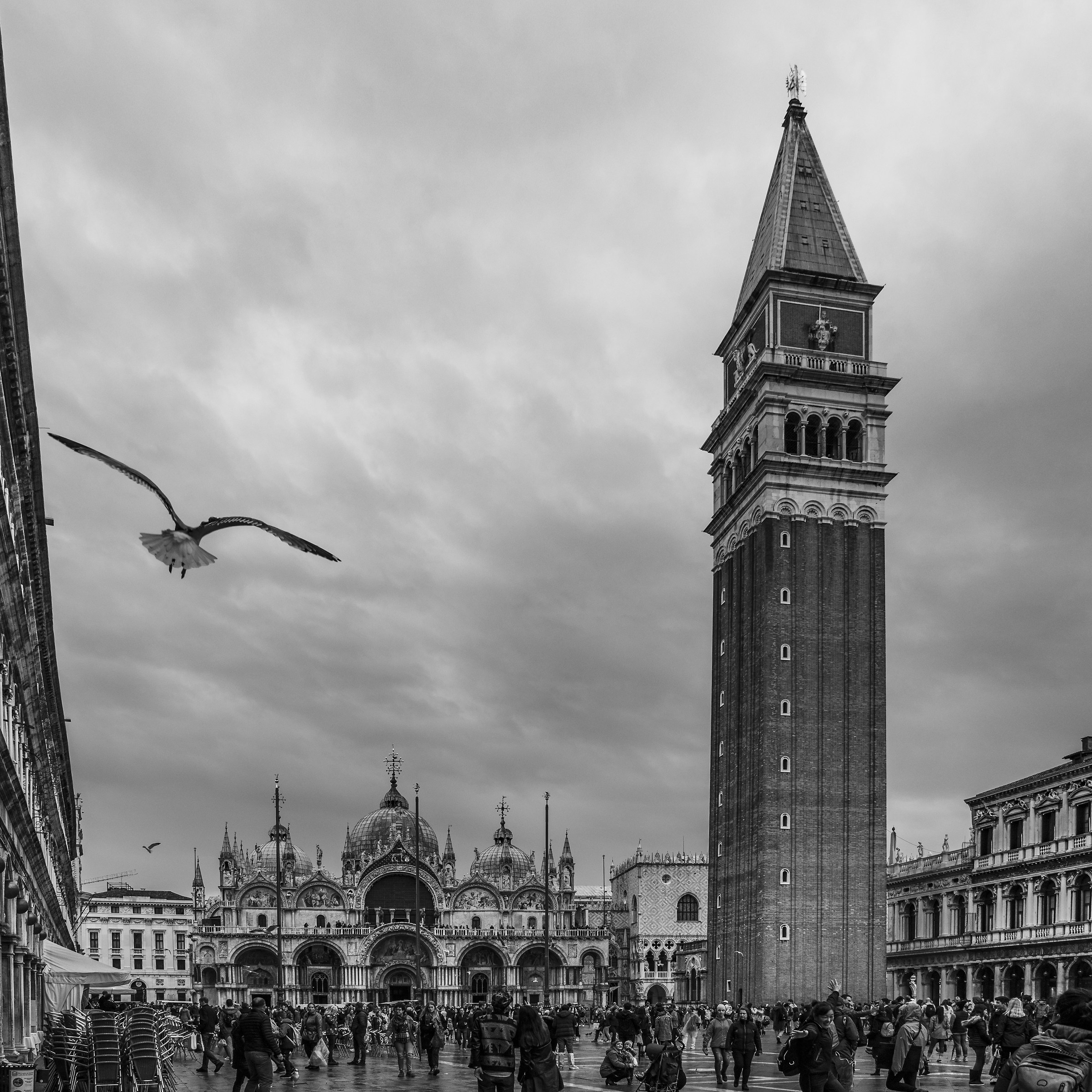 Seagull in San Marco
