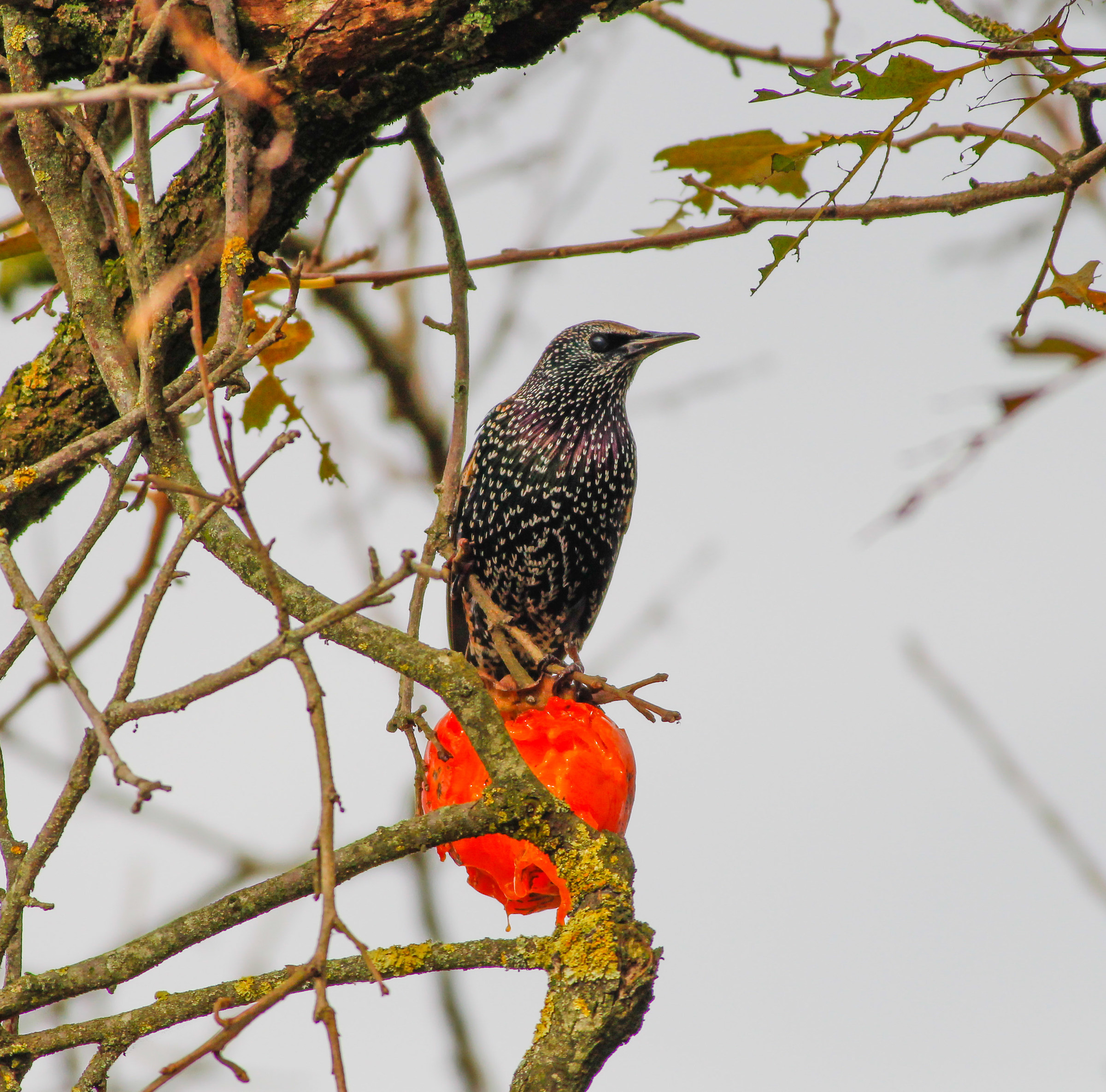 Breakfast with fruit