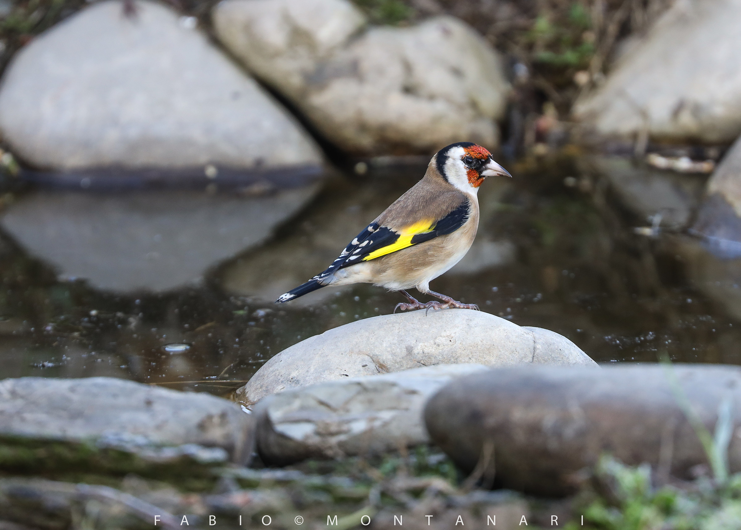 Goldfinch