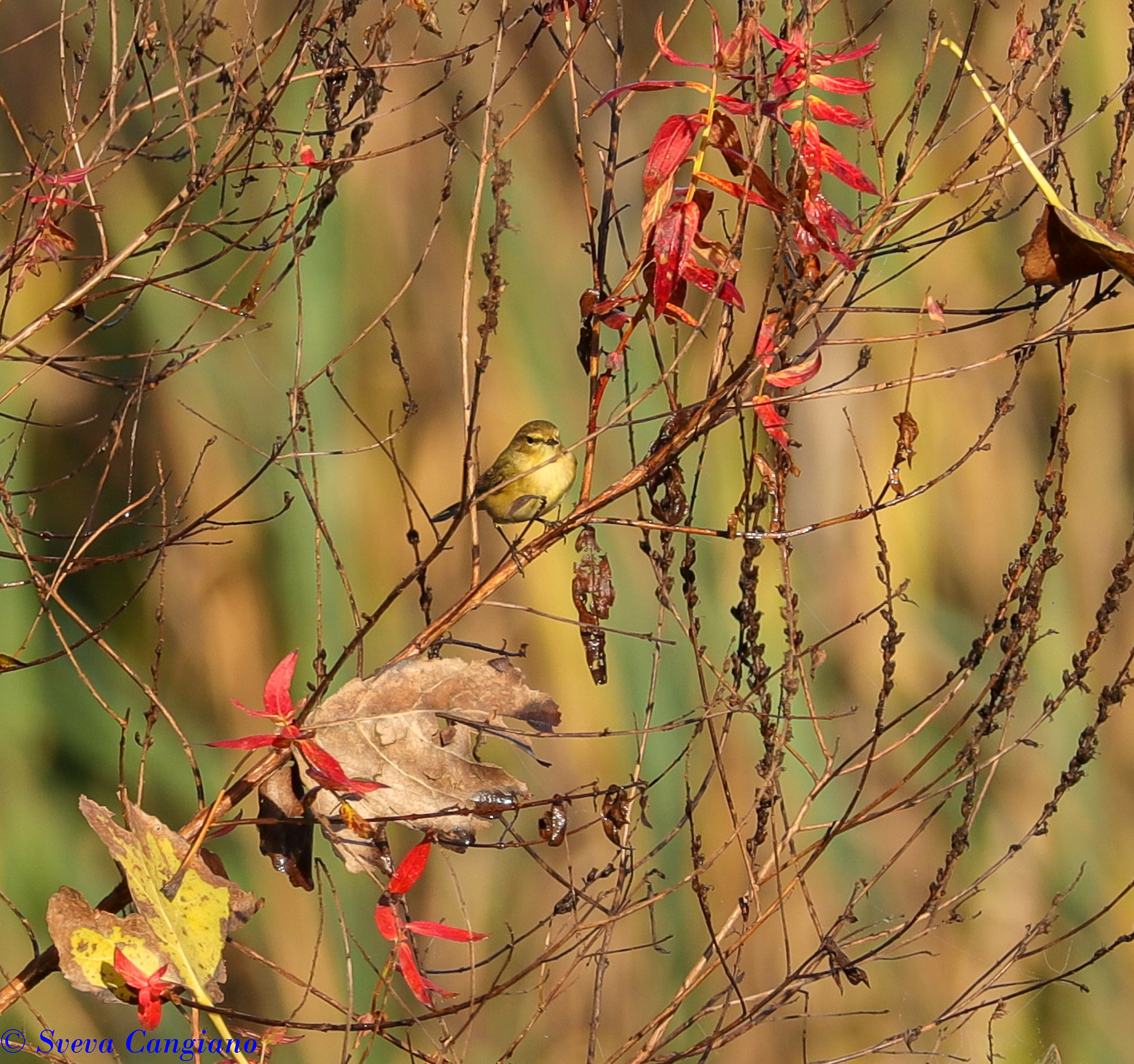 natura morta con lui piccolo