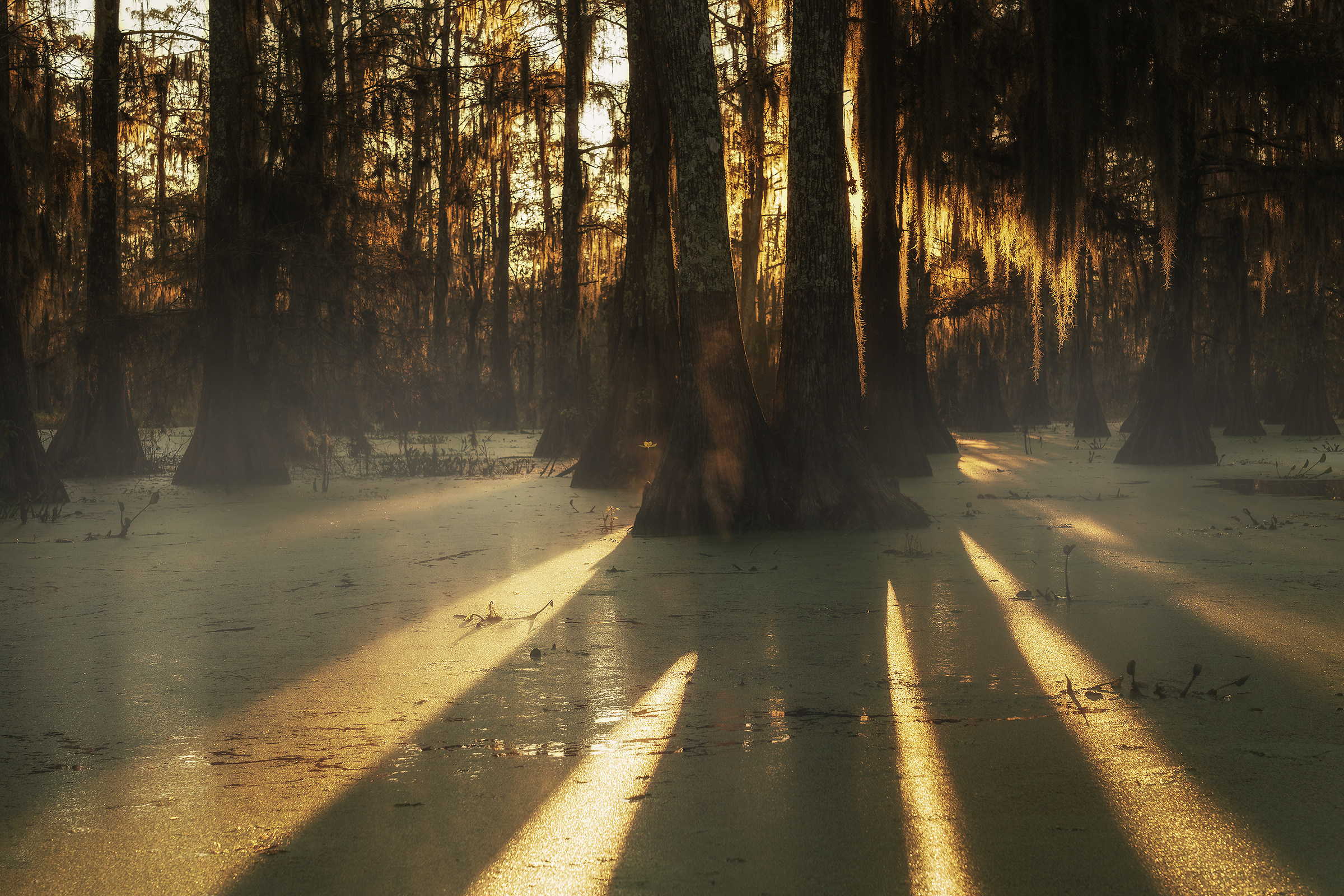 Fog in Swamp... Louisiana