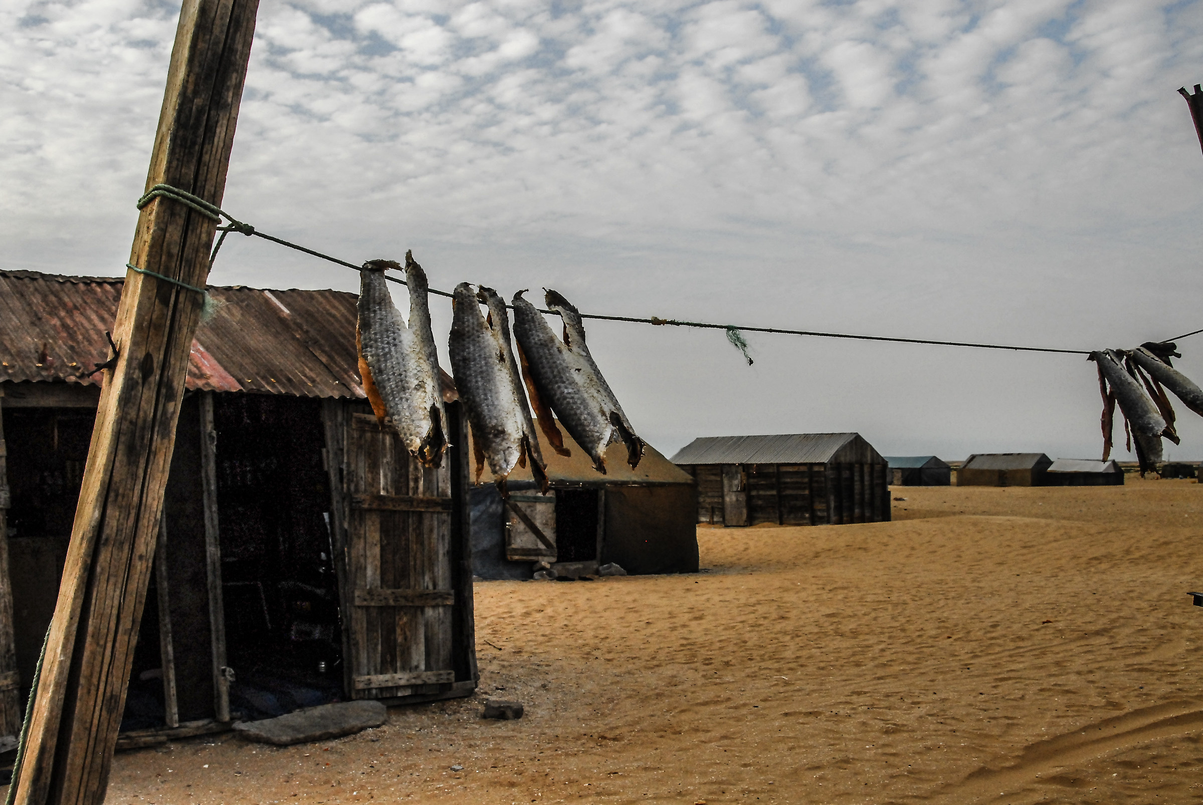 Bottarga in the Wind