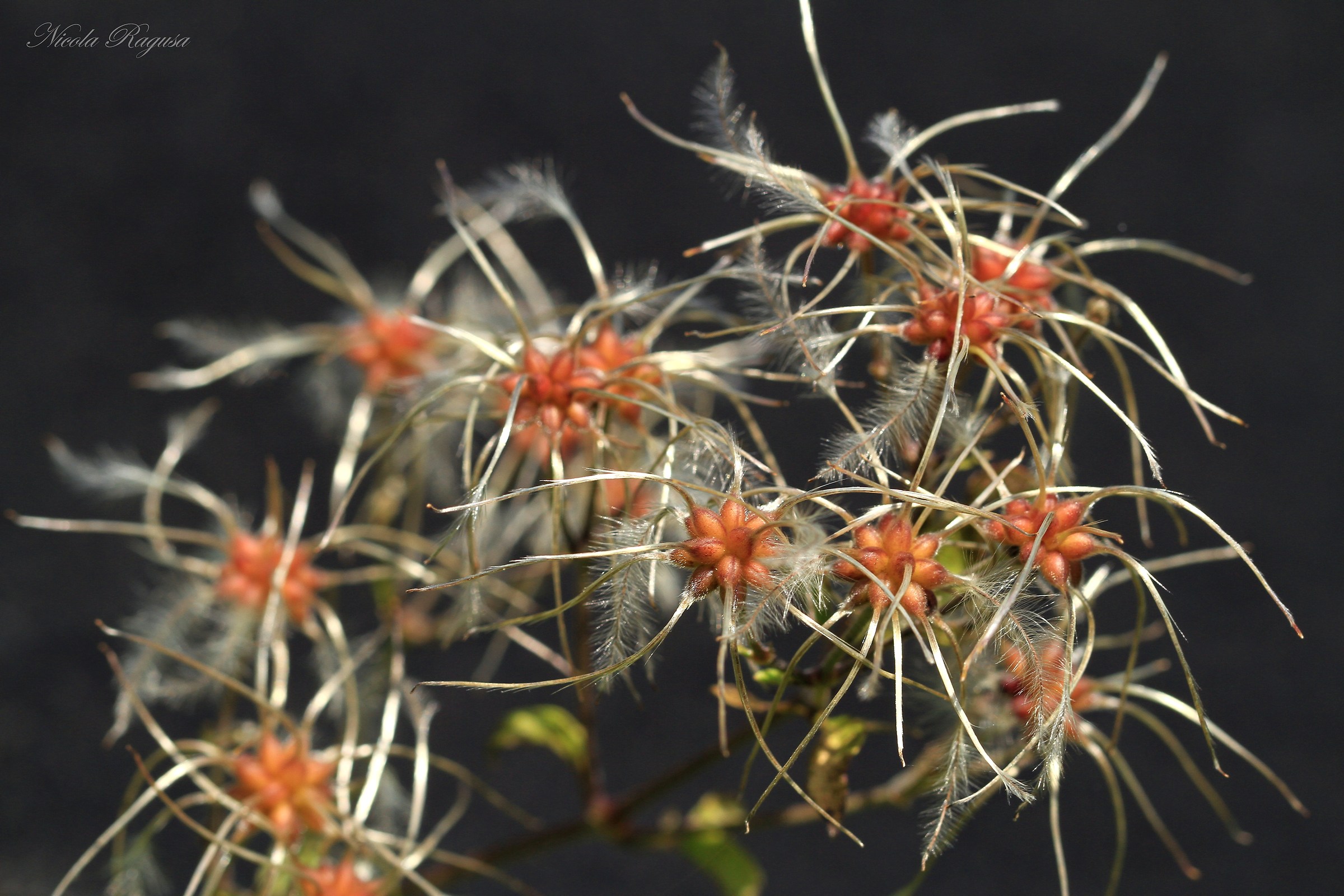 Wild Climbing Flower