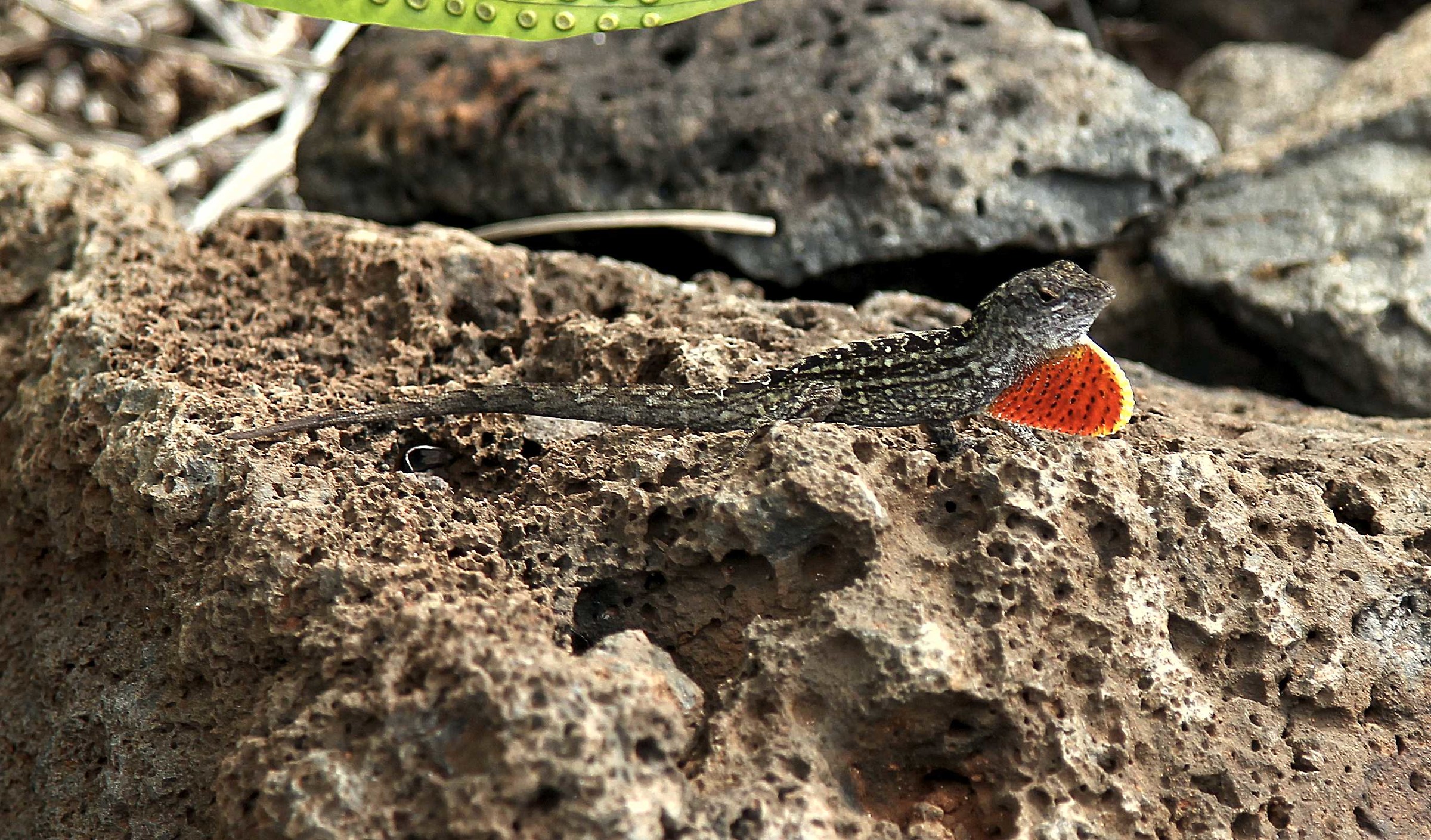 Anolide marrone, Anolis sagrei