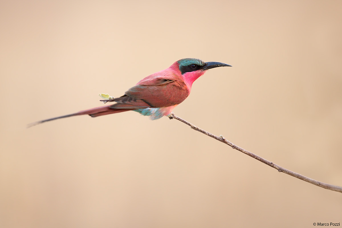 Southern Carmine Bee-Eater