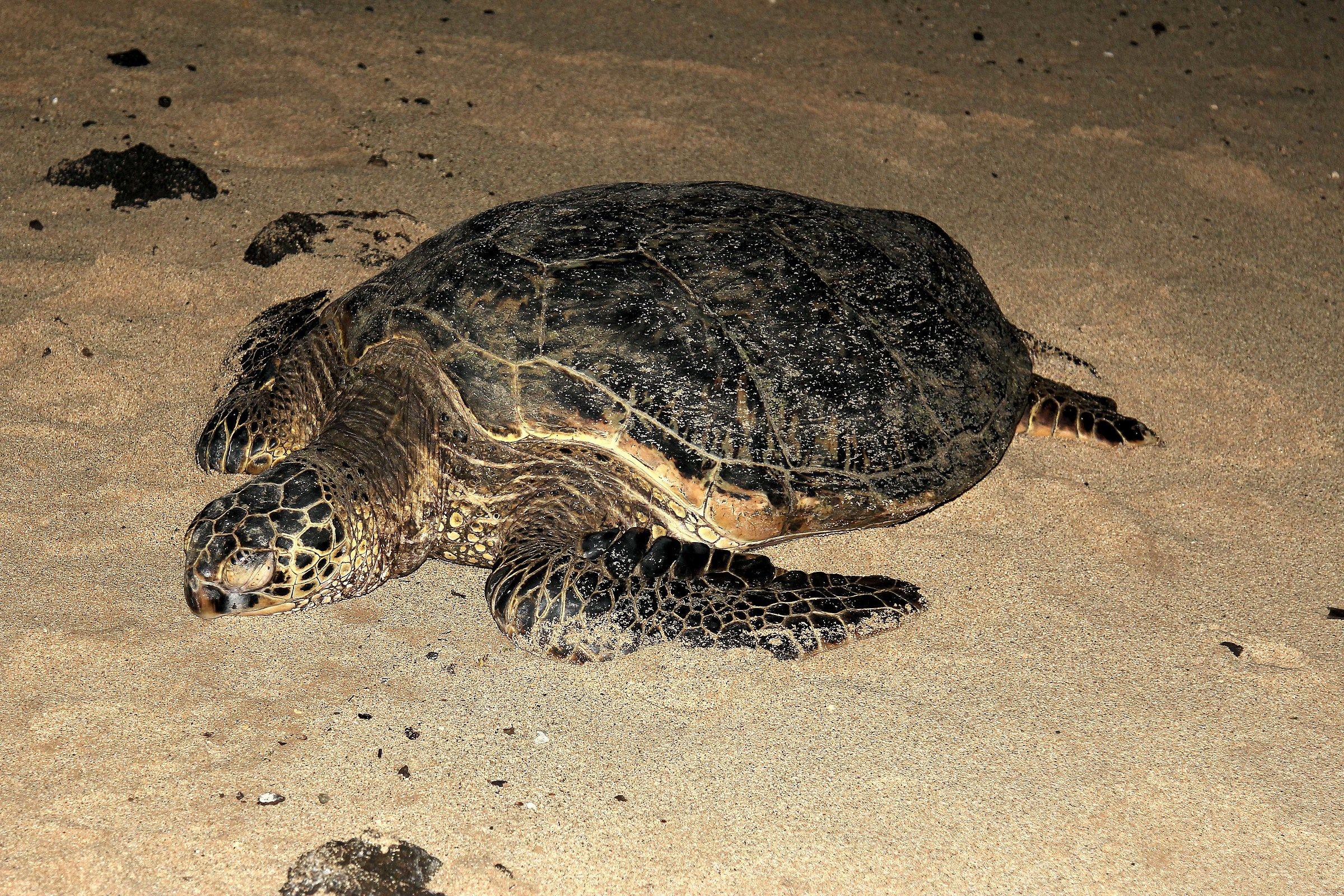 Tartaruga di mare Hawksbill (Eretmochelys imbricata)