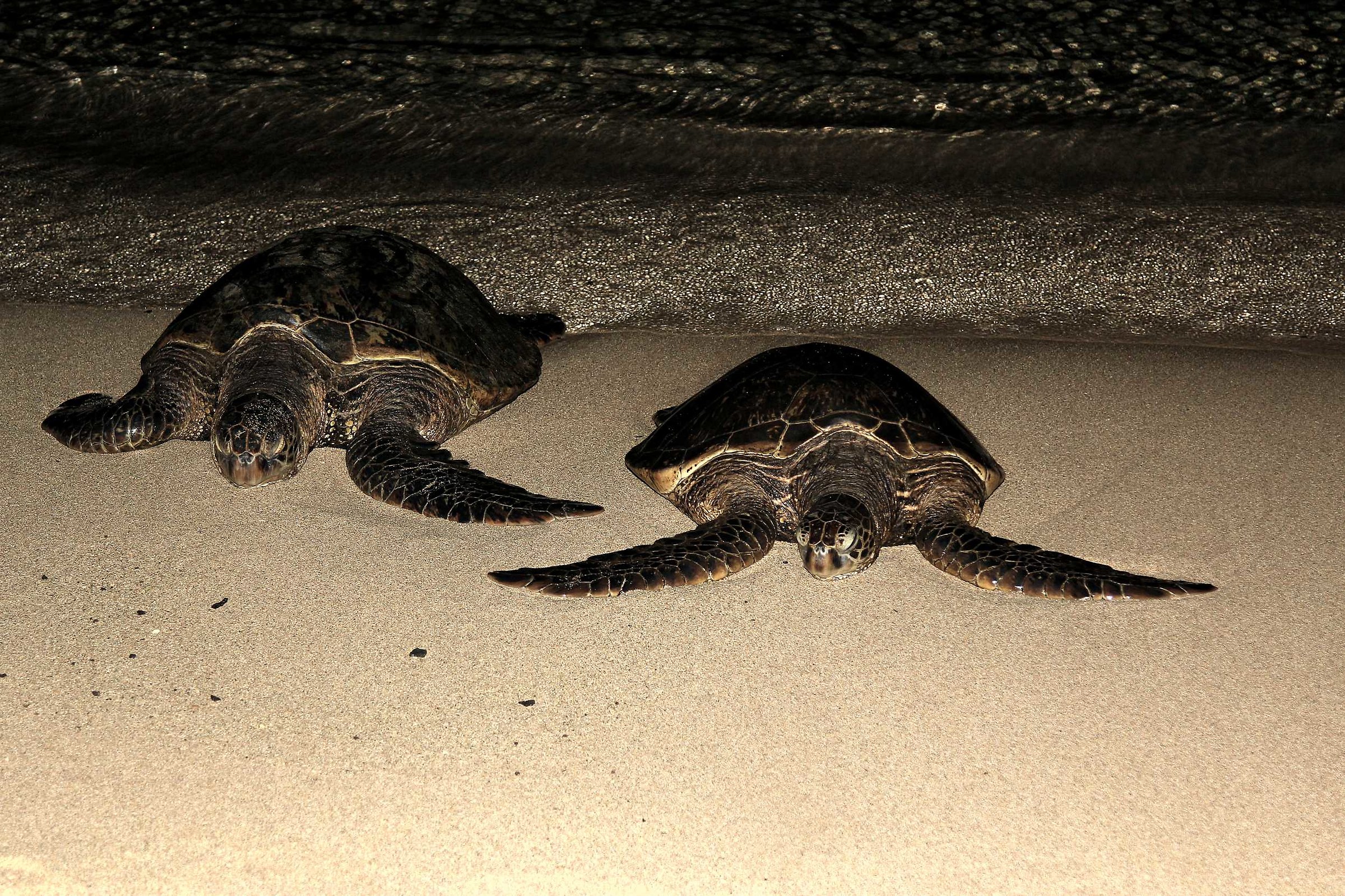 Tartaruga del mare Hawksbill