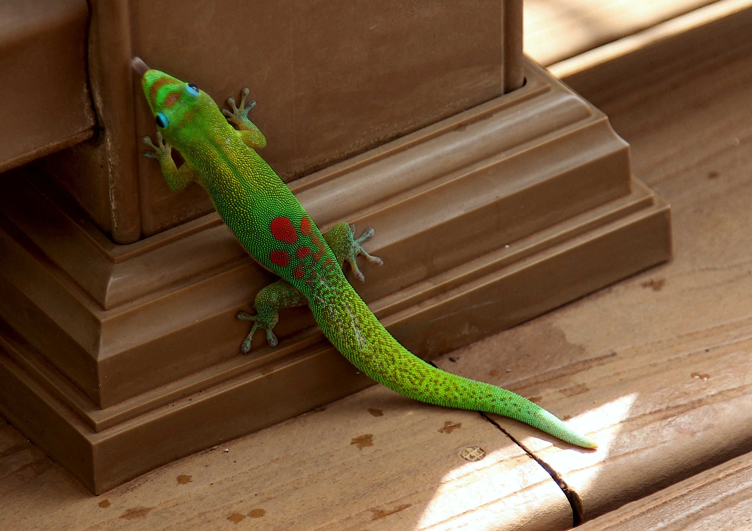 Geco diurno del Madagascar (Phelsuma madagascariensis)