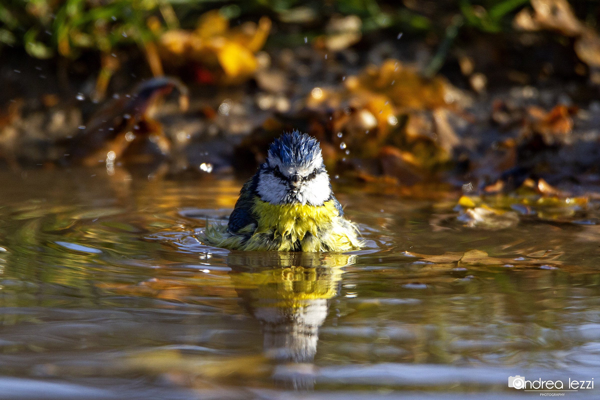 "Bellezza al bagno" Cinciarella